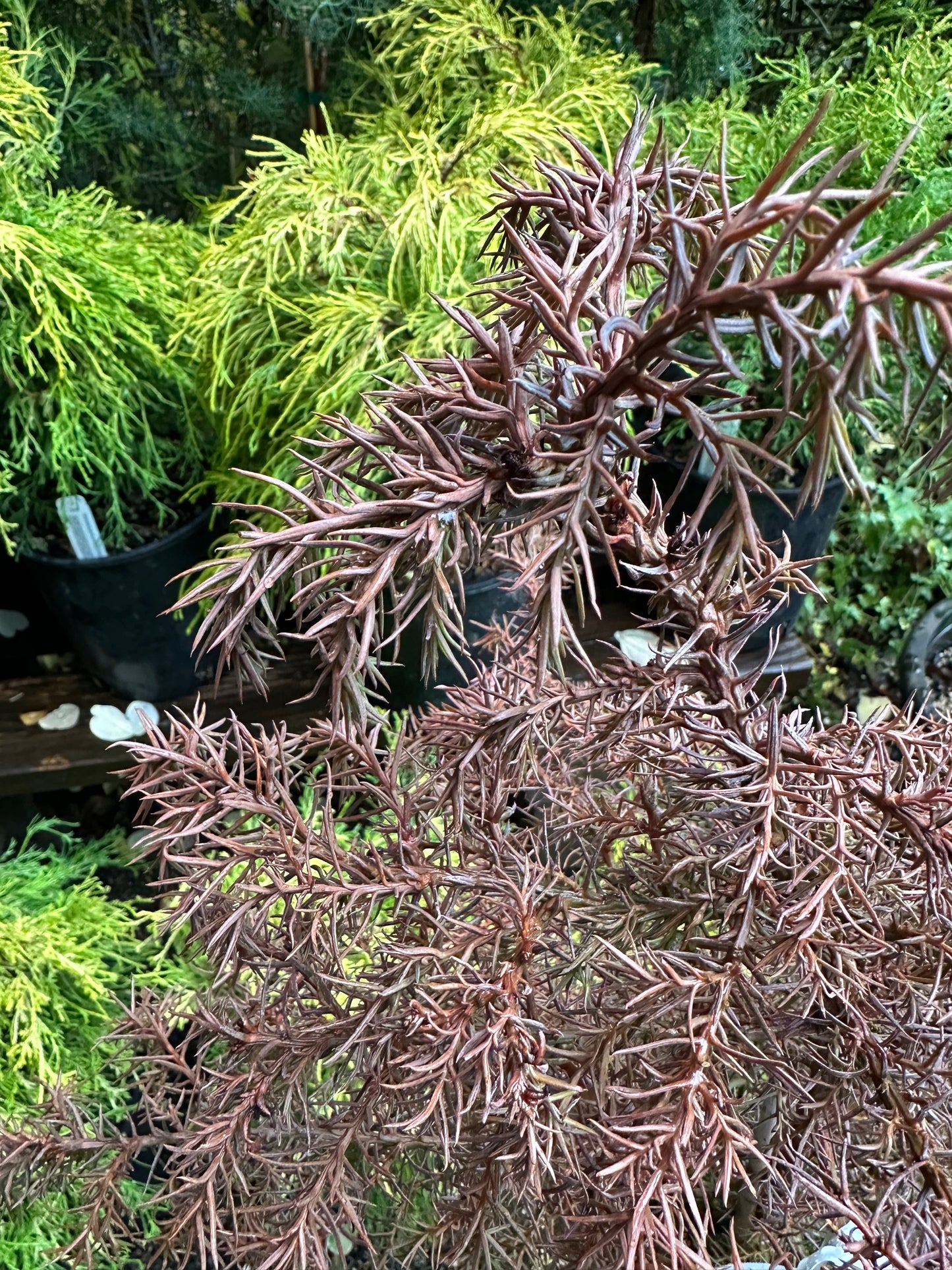 *RETAIL - Cryptomeria japonica 'Elegans'