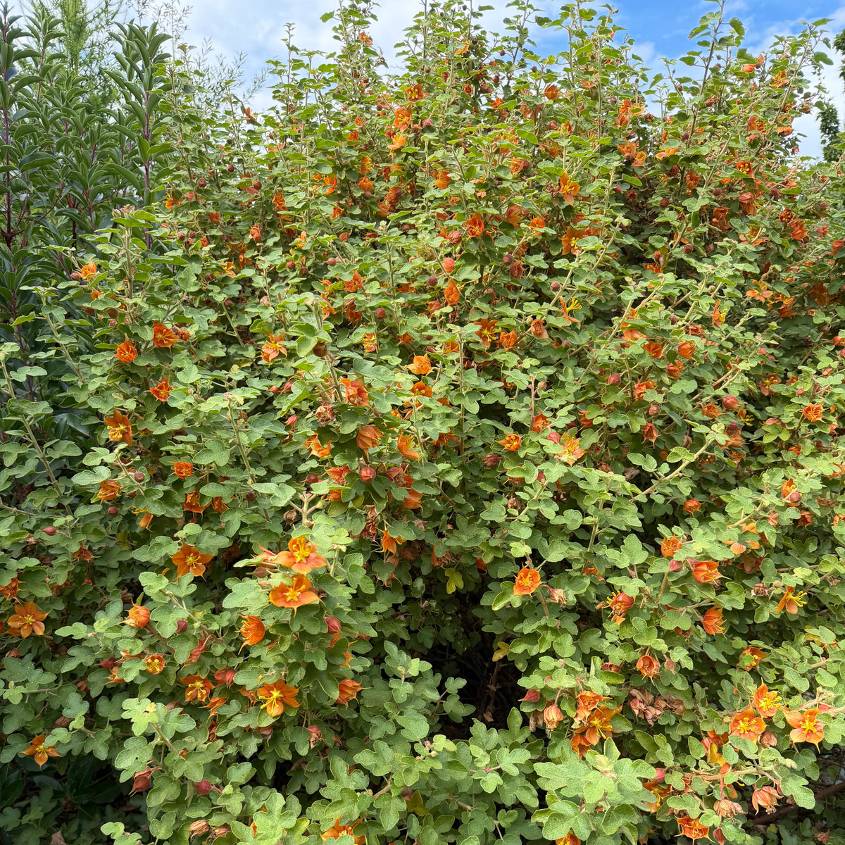 Fremontodendron californicum ssp. decumbens