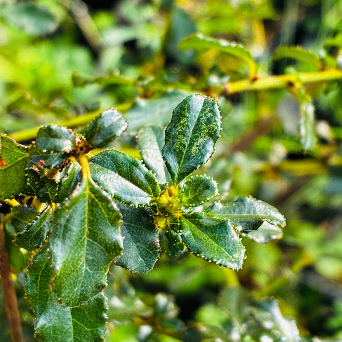 Ceanothus foliosus 'Berryhill'