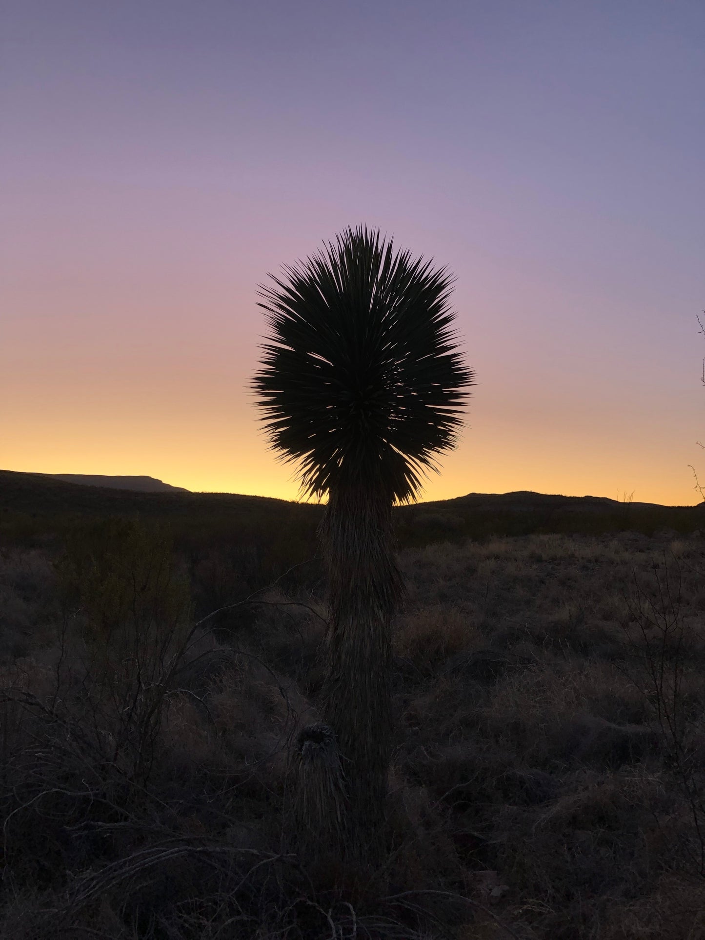 *RETAIL - Yucca rostrata - trunking specimen