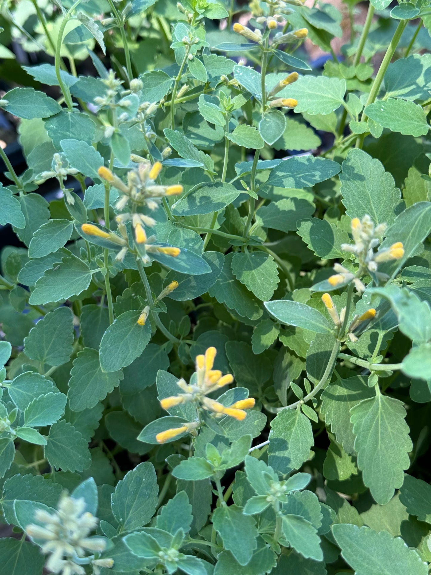 *RETAIL - Agastache 'Arizona™ Sun’