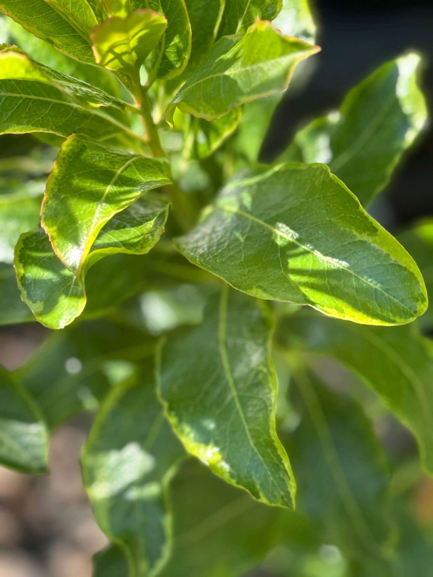 *RETAIL - Arbutus ‘Spring Frost'