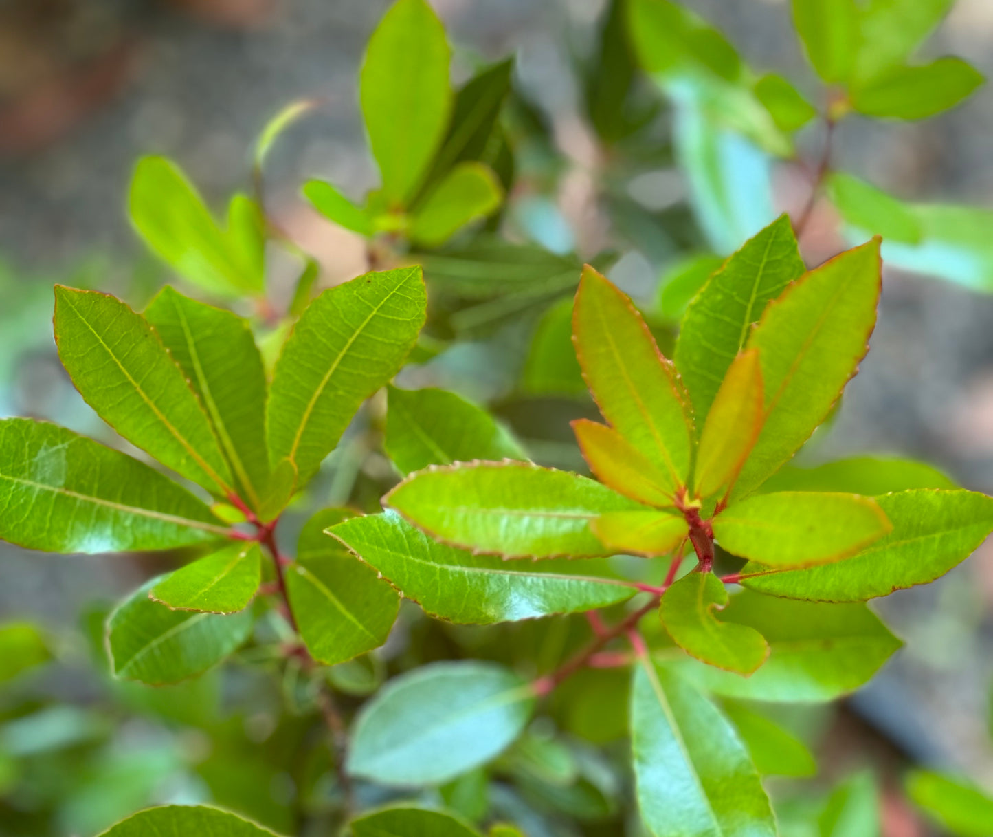 *RETAIL - Arbutus unedo 'Elfin King'