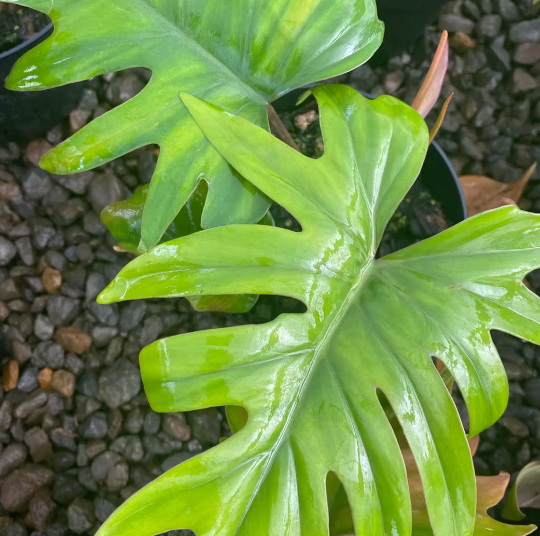maki philodendron *RETAIL