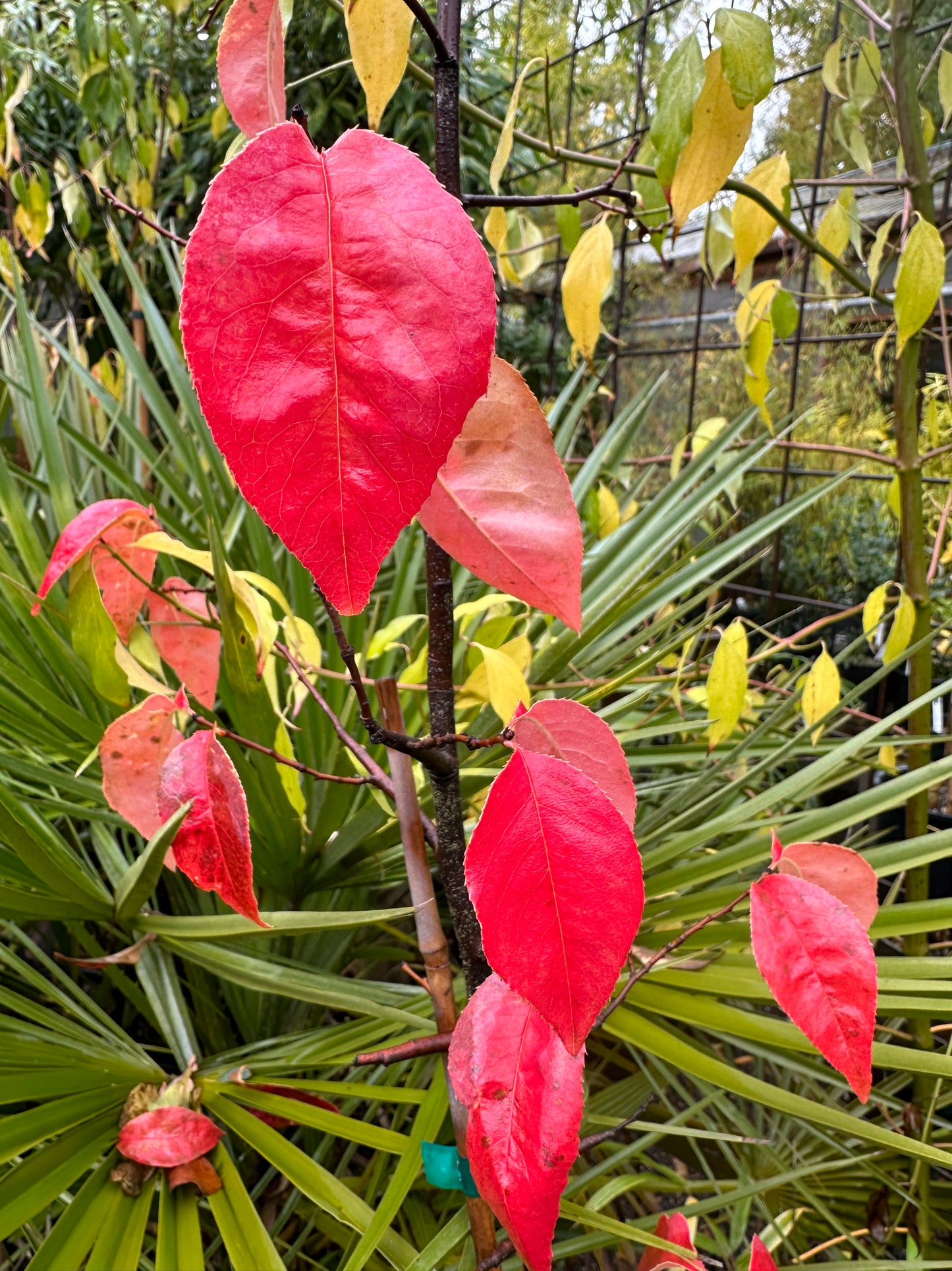 *RETAIL - Chaenomeles sinensis