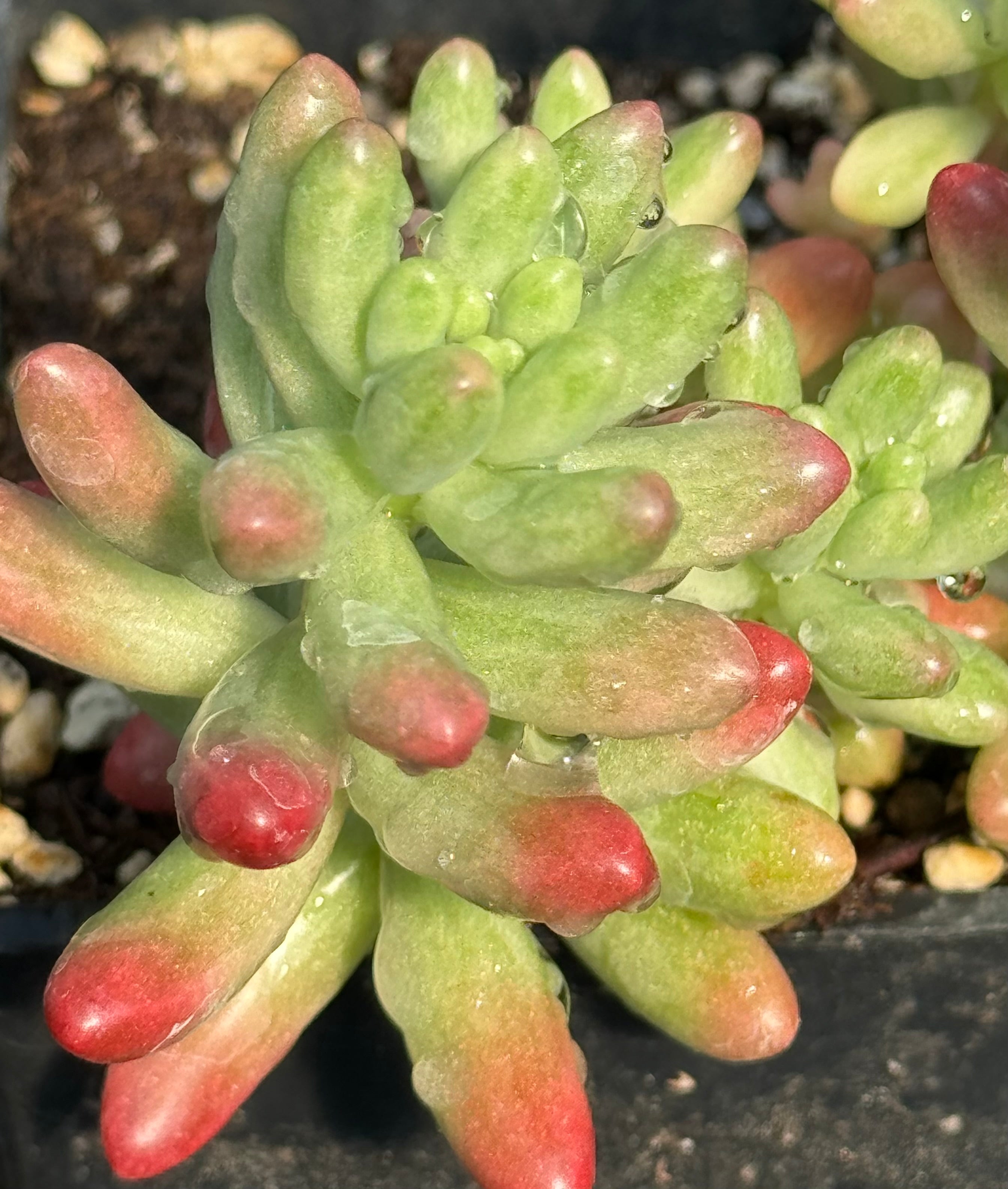 red sedum succulent Sedum rubrotinctum 'Aurora' – Cistus Nursery