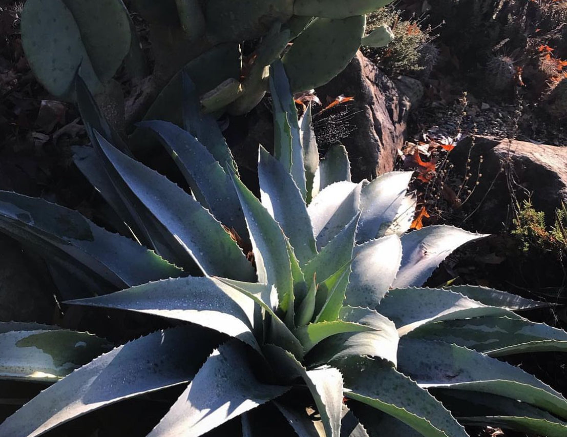 whale tail succulent RETAIL