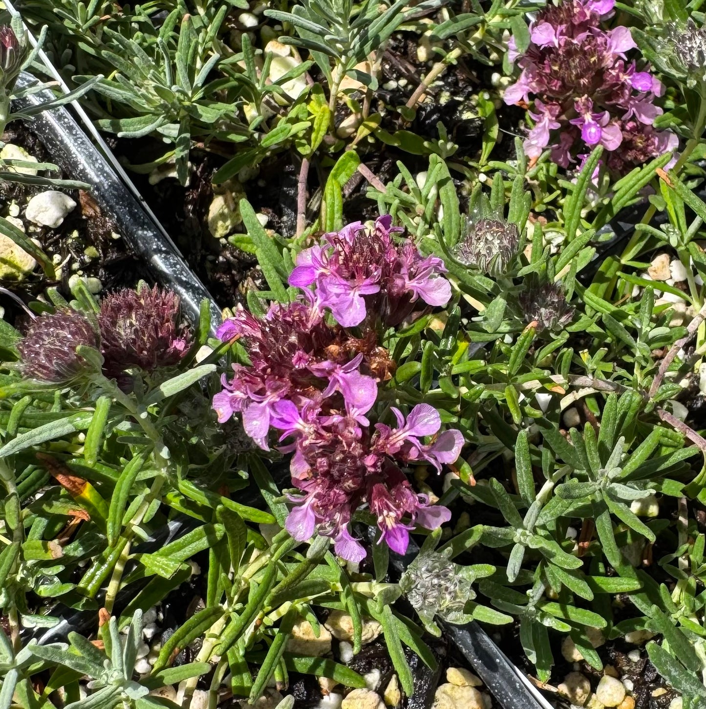 *RETAIL - Teucrium cossonii