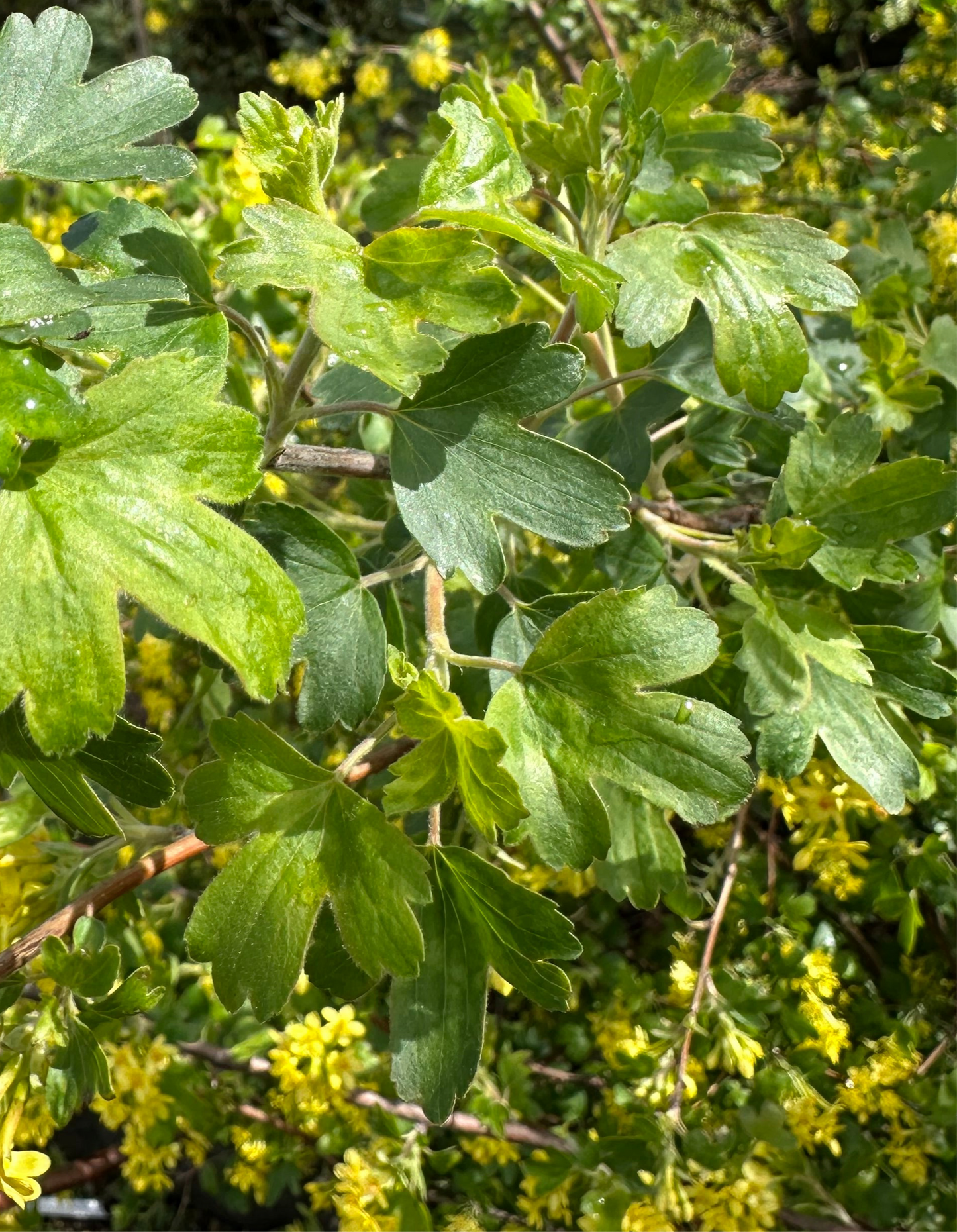 *RETAIL - Ribes aureum ssp. gracillimum