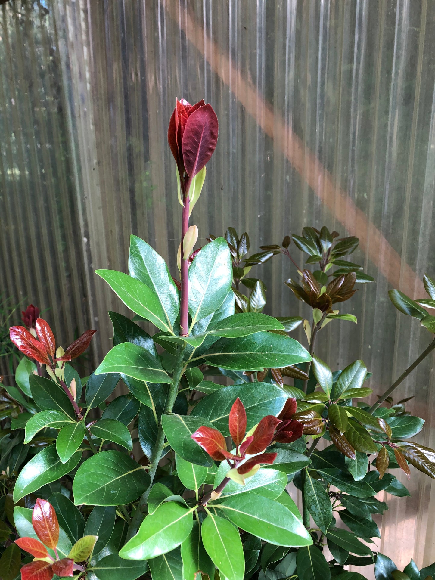 Machilus thunbergii
