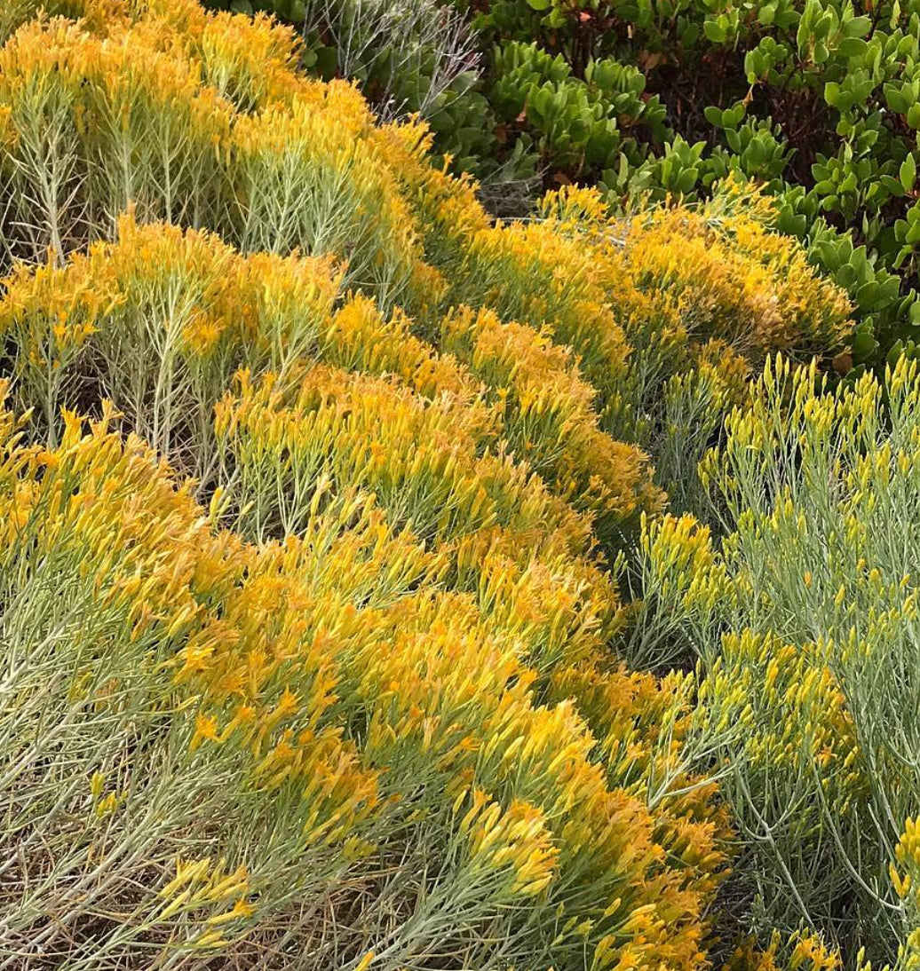 *RETAIL - Ericameria nauseosa