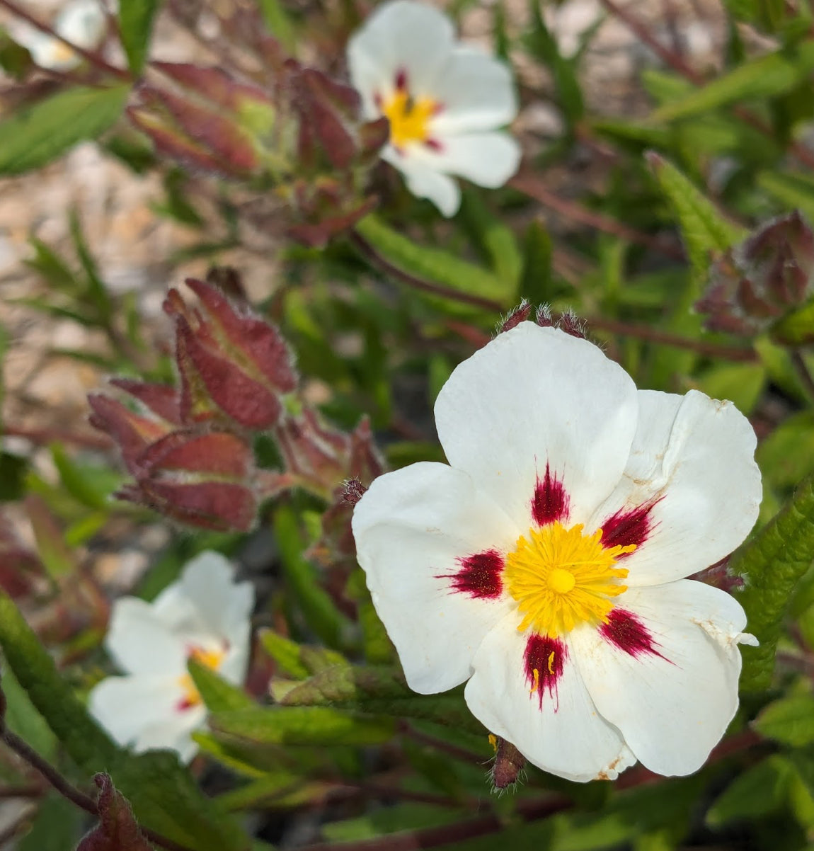 *RETAIL - Cistus 'Ruby Cluster'