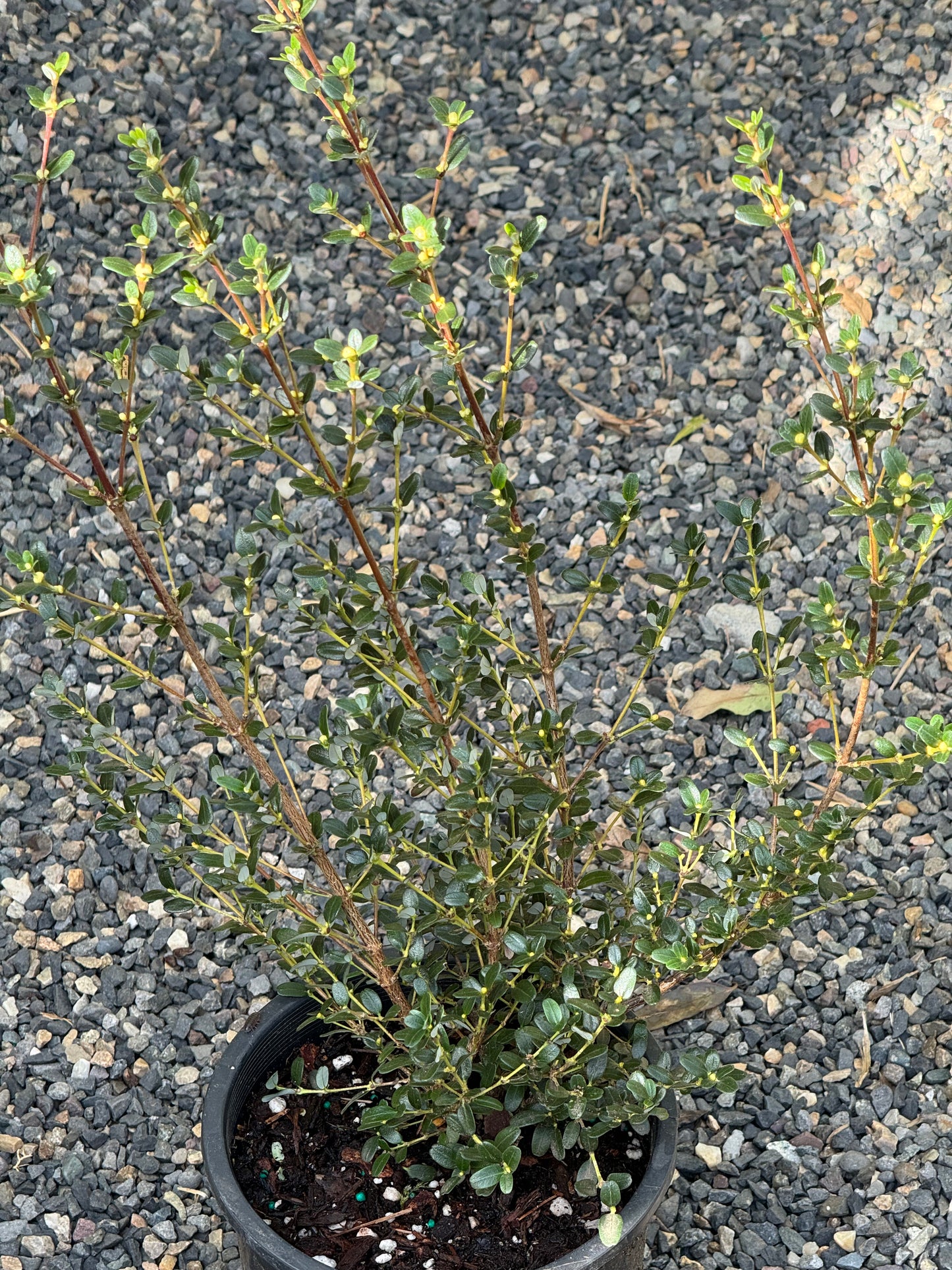 Eucryphia milliganii