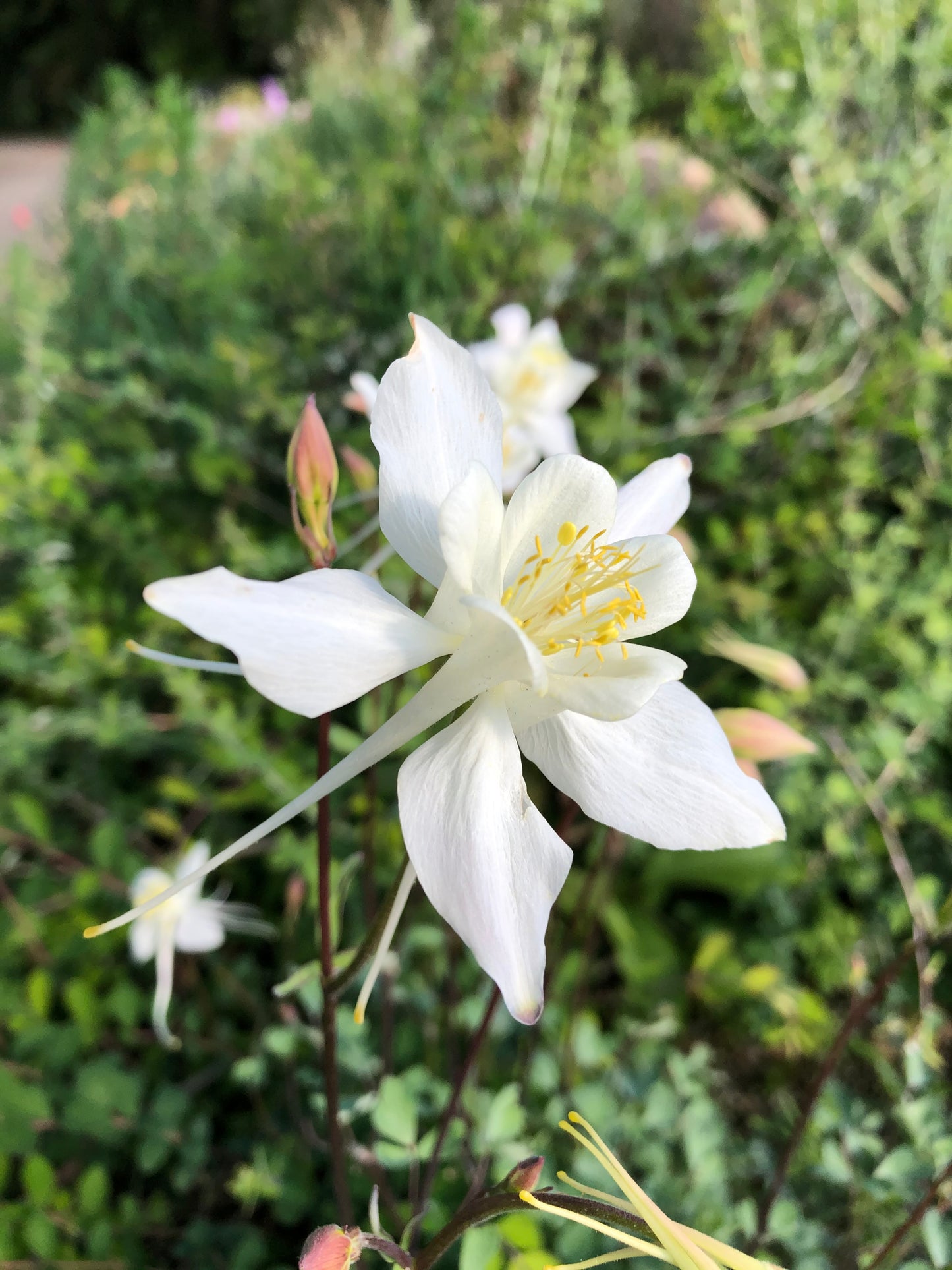 *RETAIL - Aquilegia chrysantha var. Alba