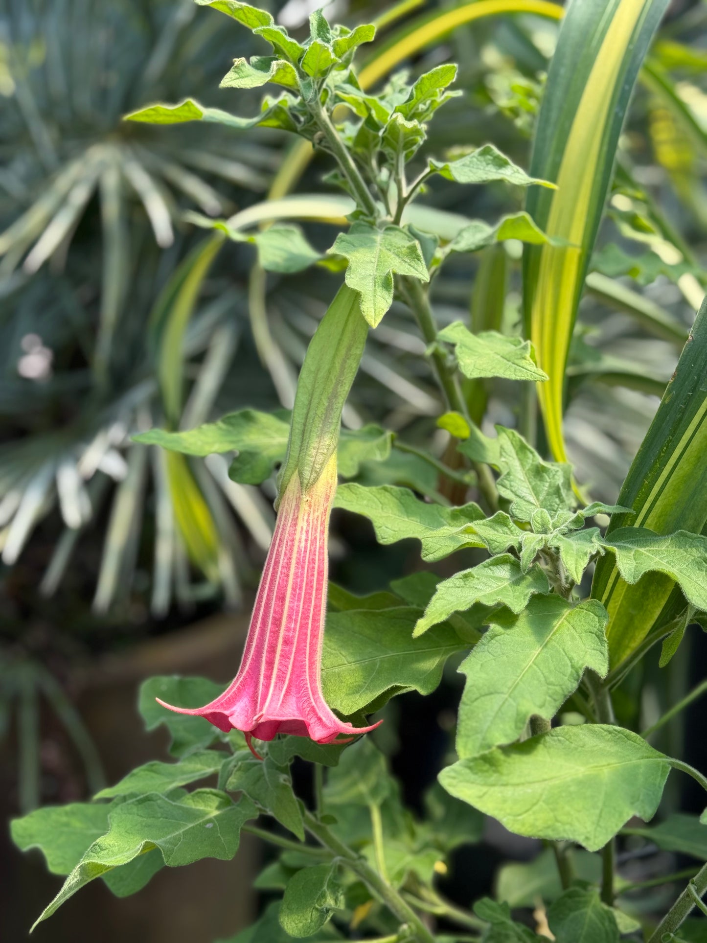 *RETAIL - Brugmansia sanguinea 'Inca Princess'