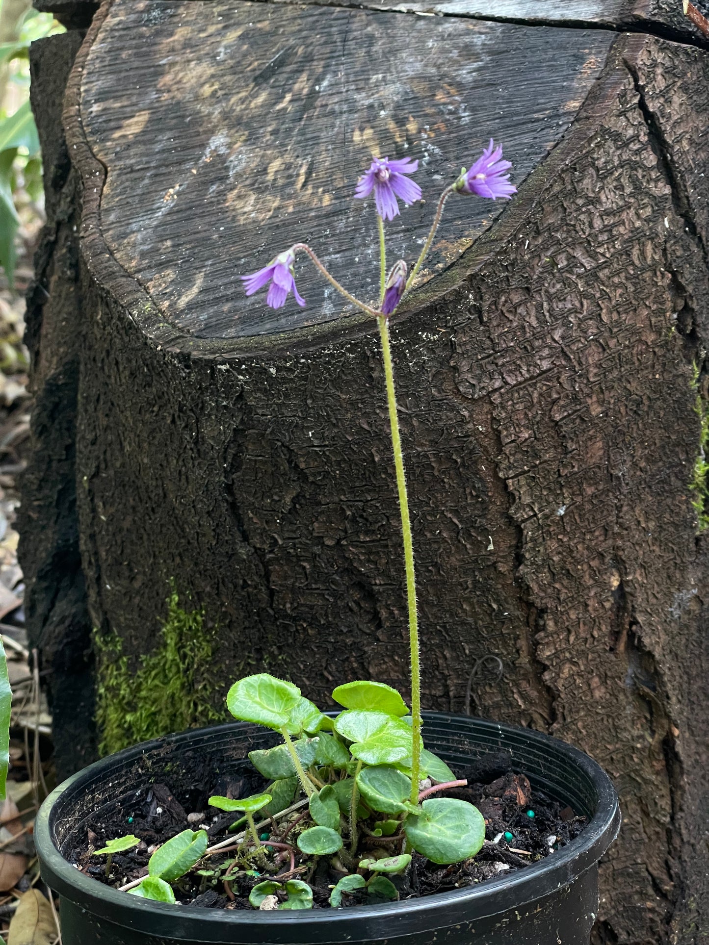 *RETAIL - Soldanella villosa