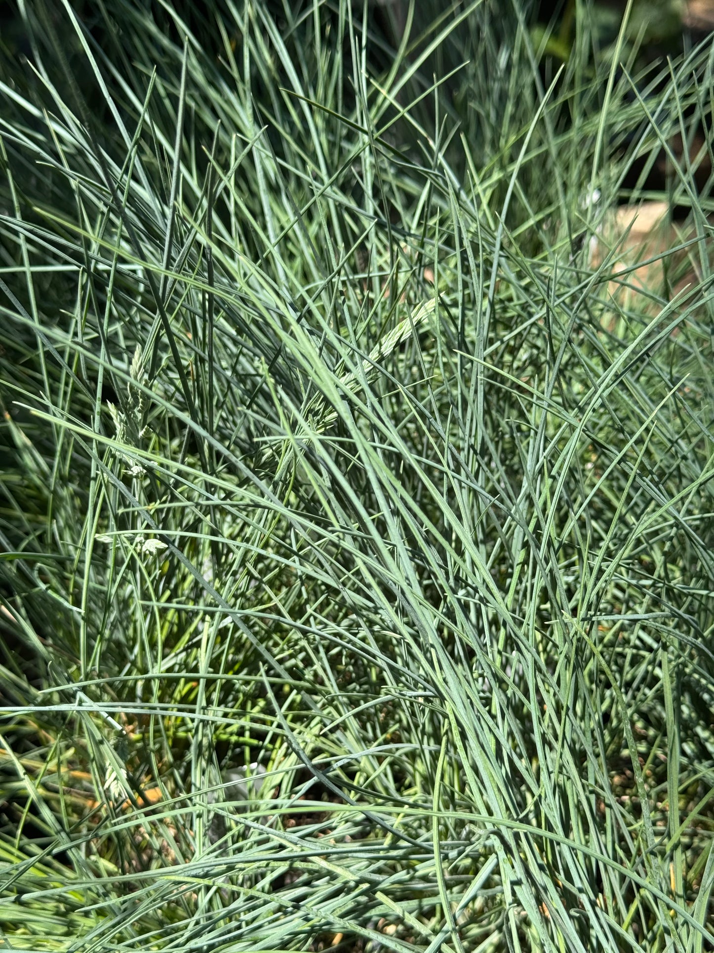 *RETAIL - Festuca rubra ‘Patrick’s Point’
