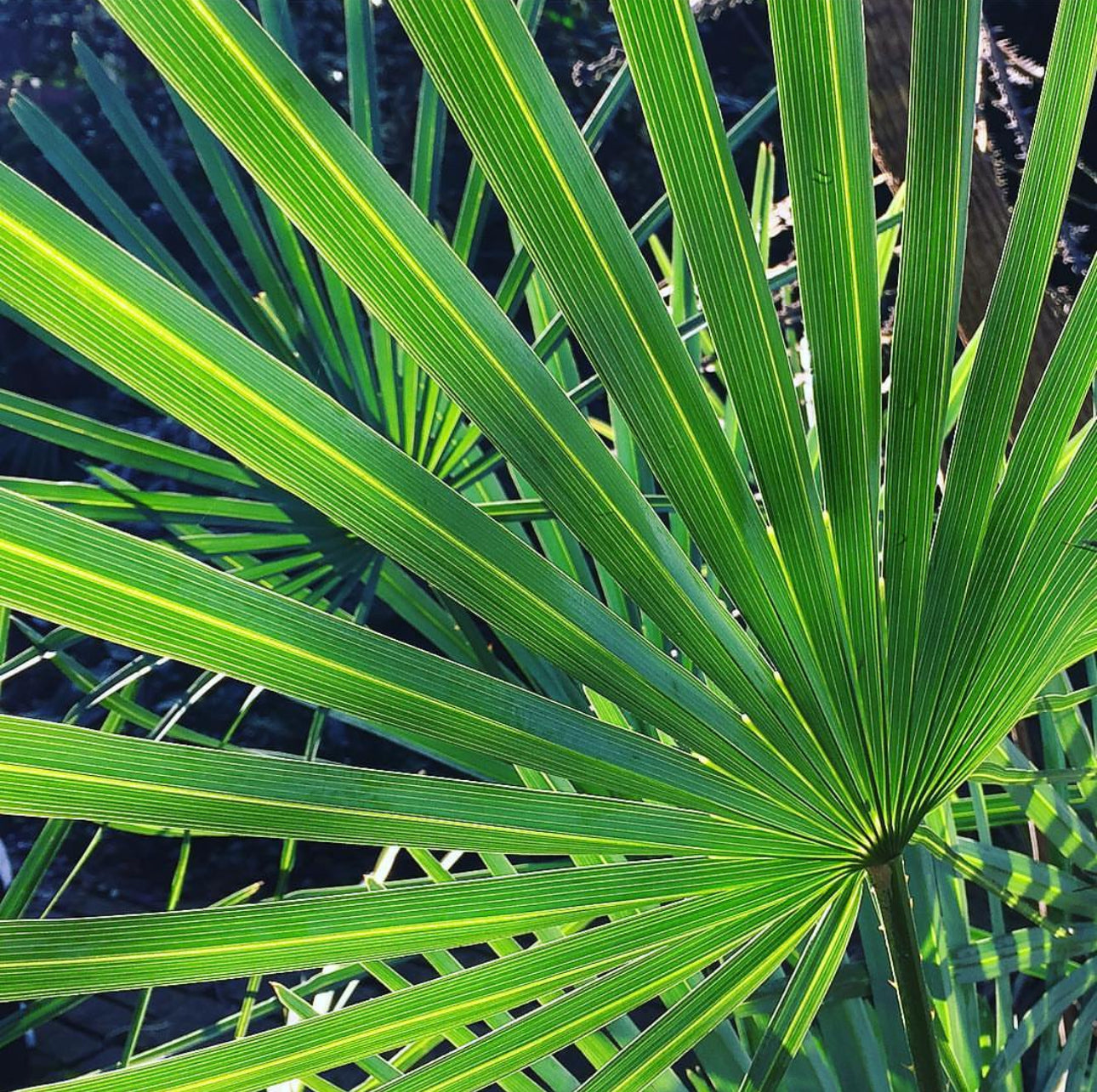 palm plant with big leaves RETAIL