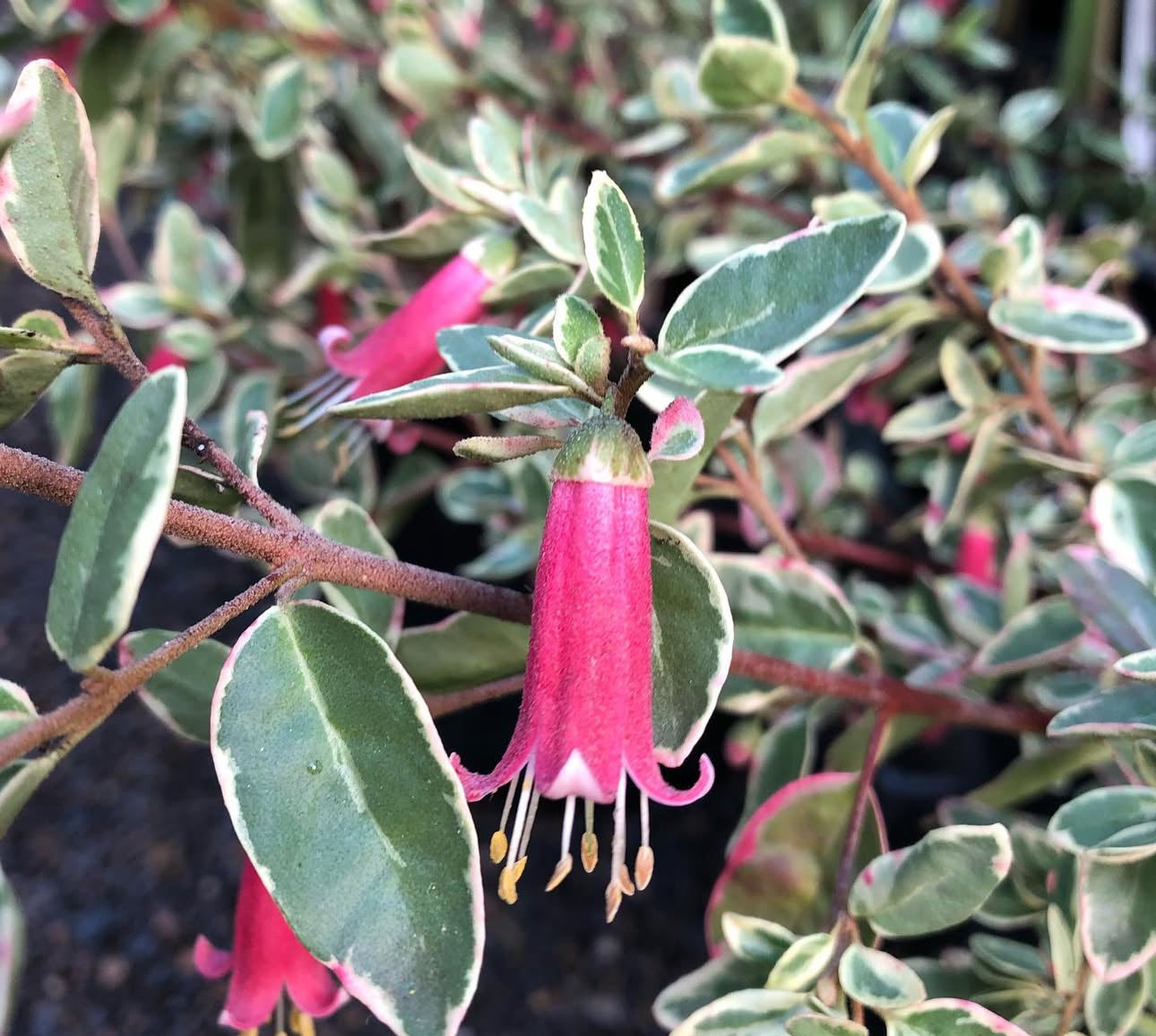 Correa 'Wyn's Wonder'