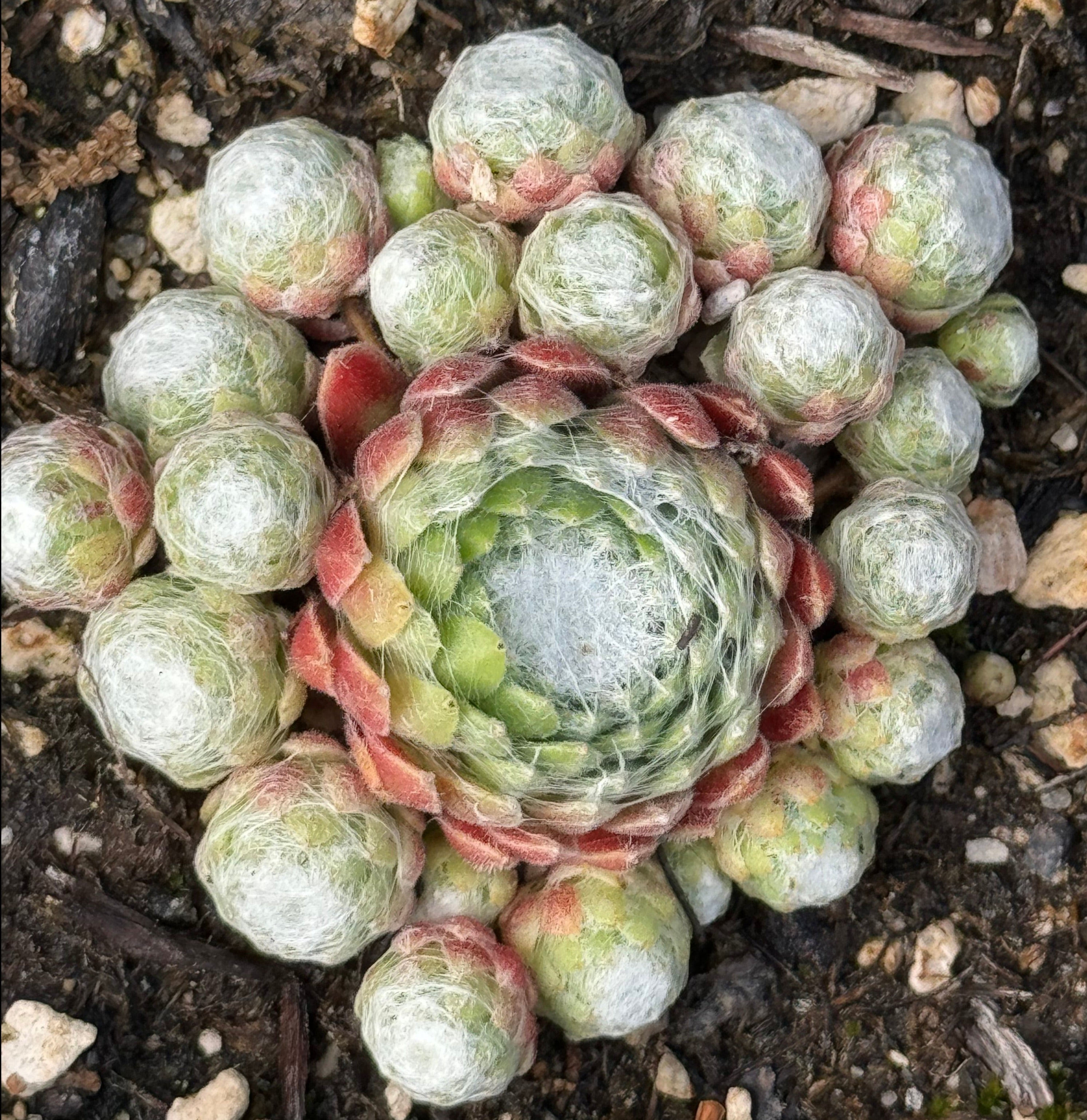 cobweb succulent plant Sempervivum 'Cobweb Joy'