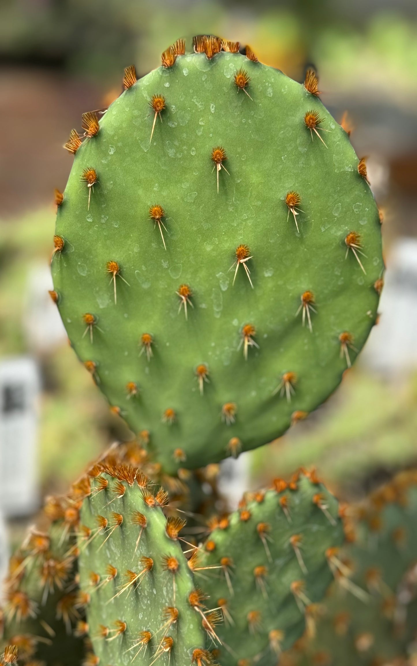*RETAIL - Opuntia lindheimeri var. aciculata