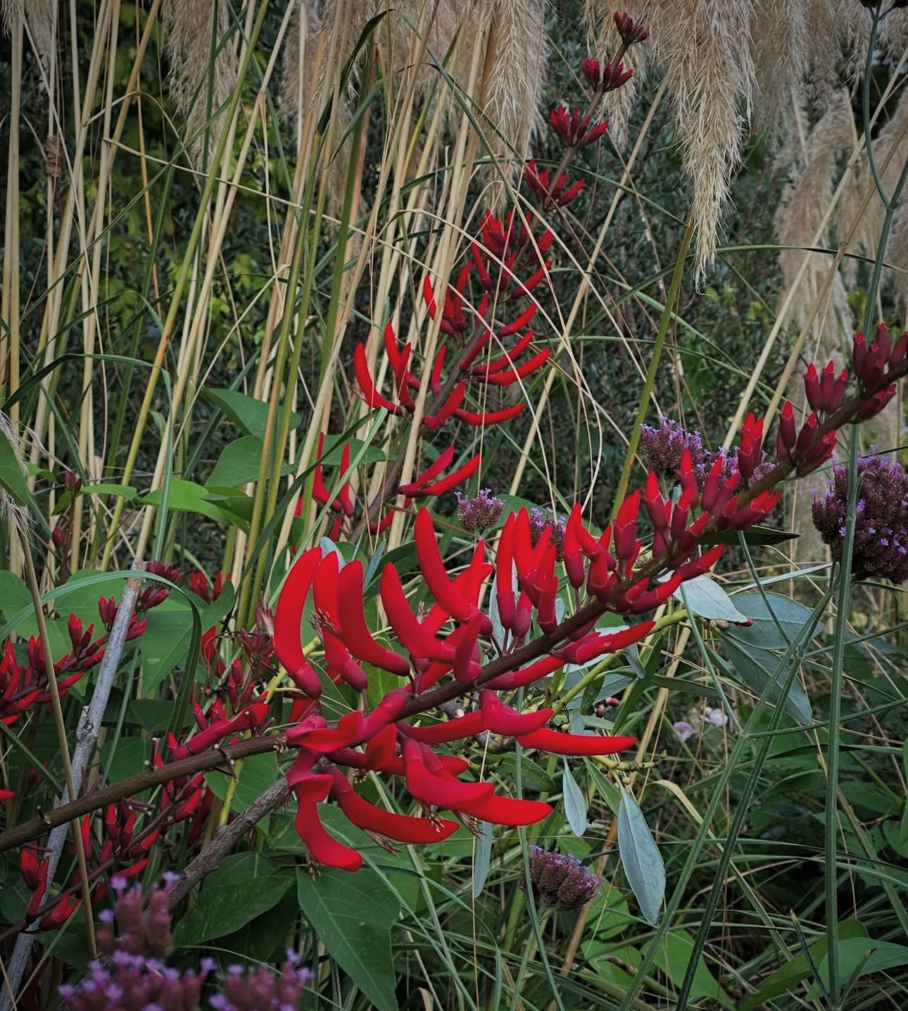 erythrina plant Erythrina x bidwillii 'Red Showers'