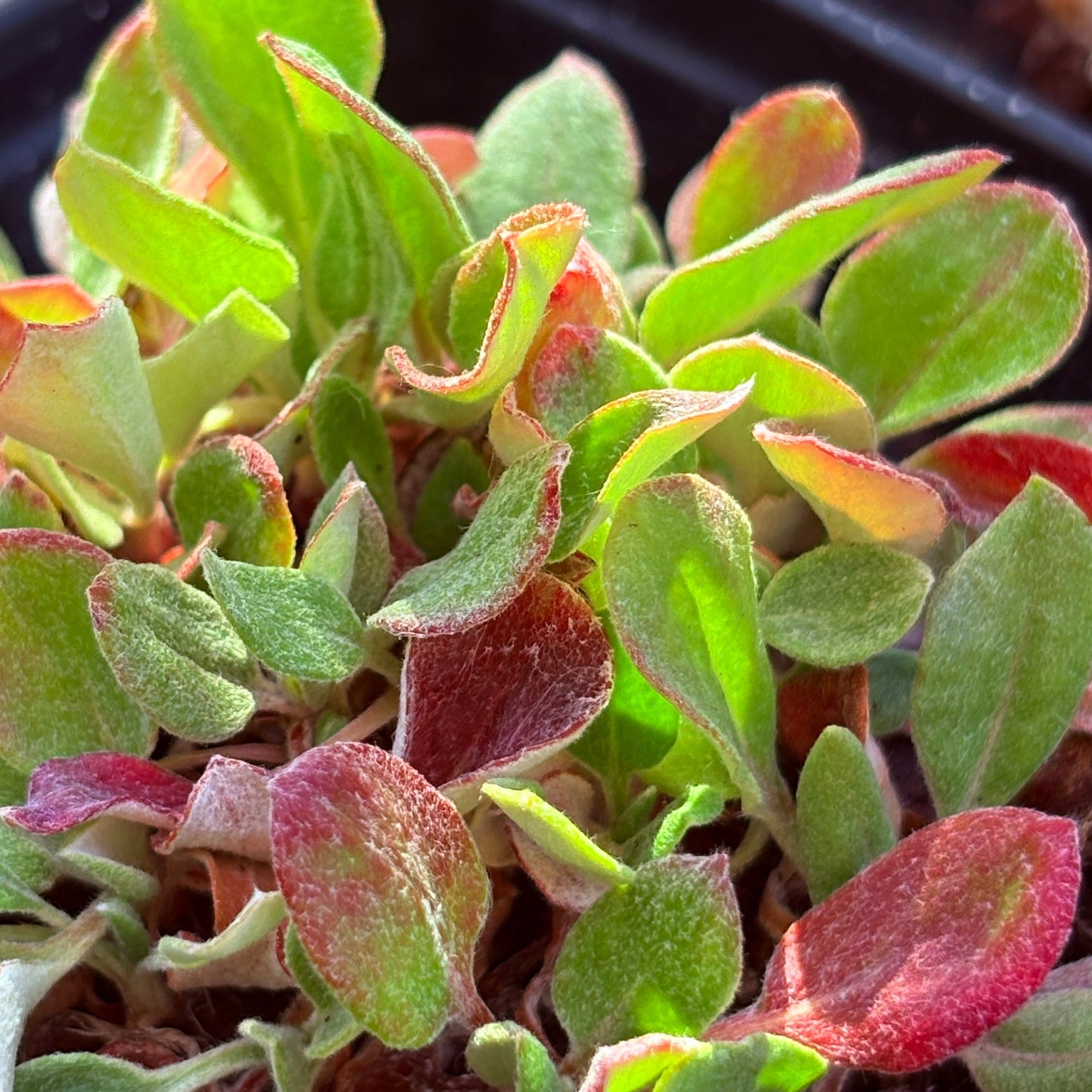 *RETAIL - Eriogonum jamesii