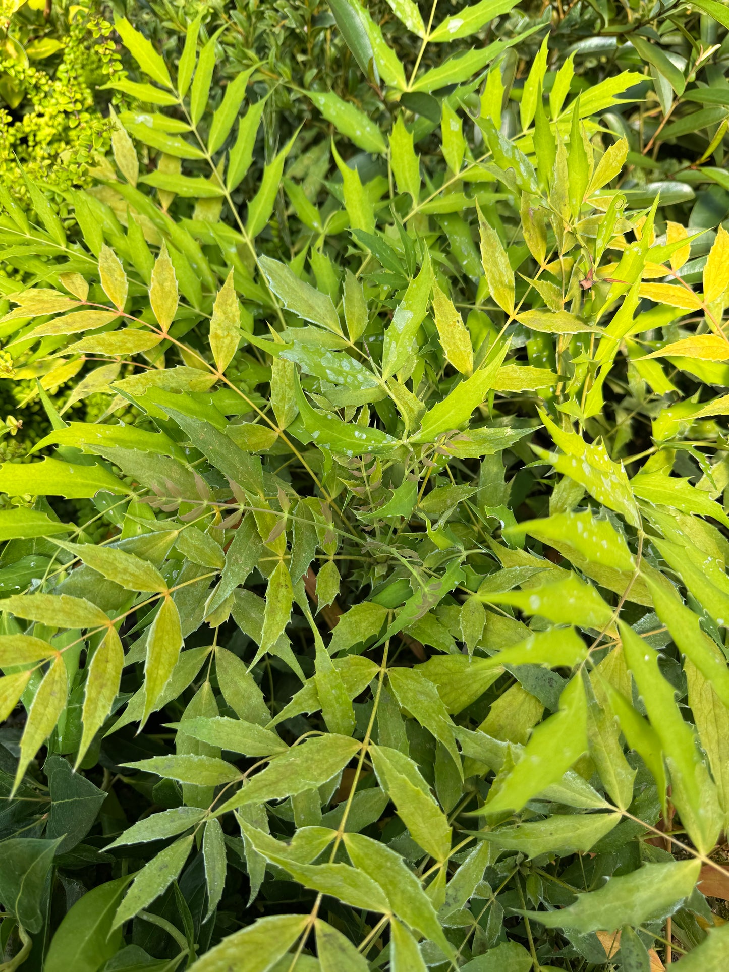 Mahonia x 'Ozzie Johnson'