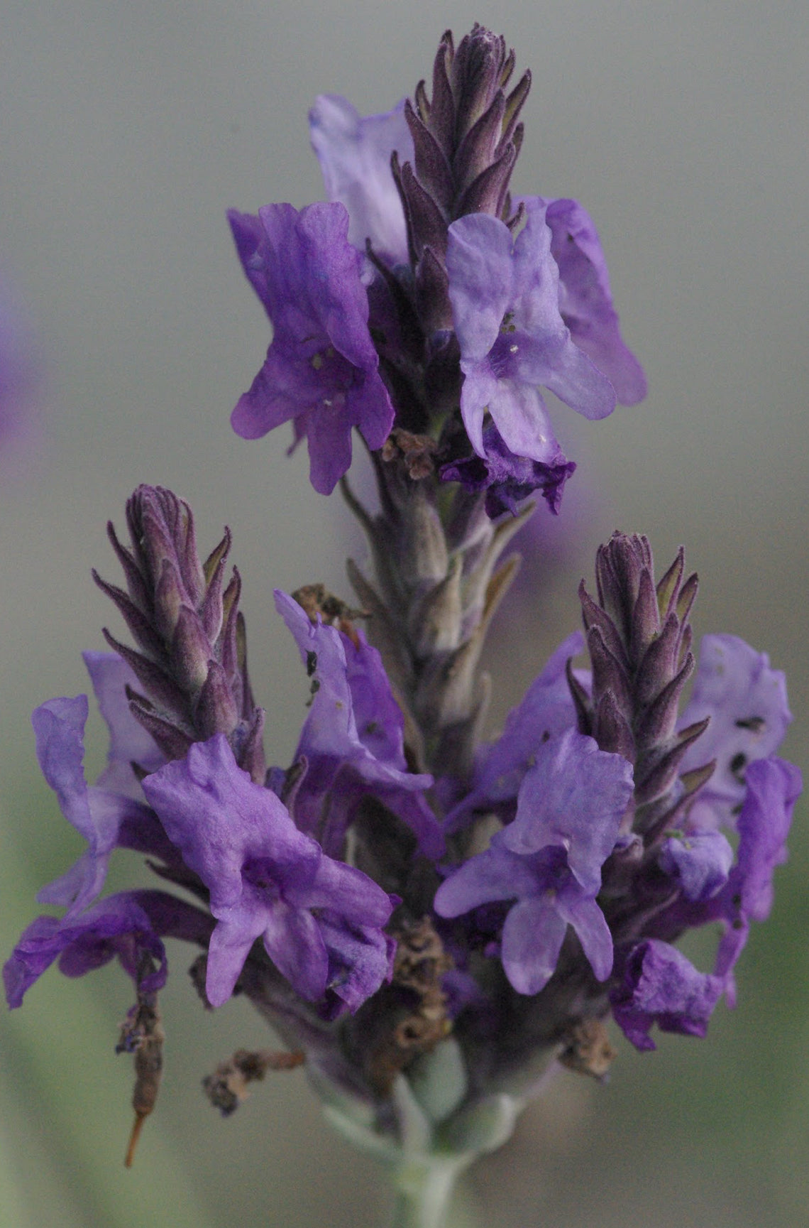 *RETAIL - Lavandula x 'Christiana'