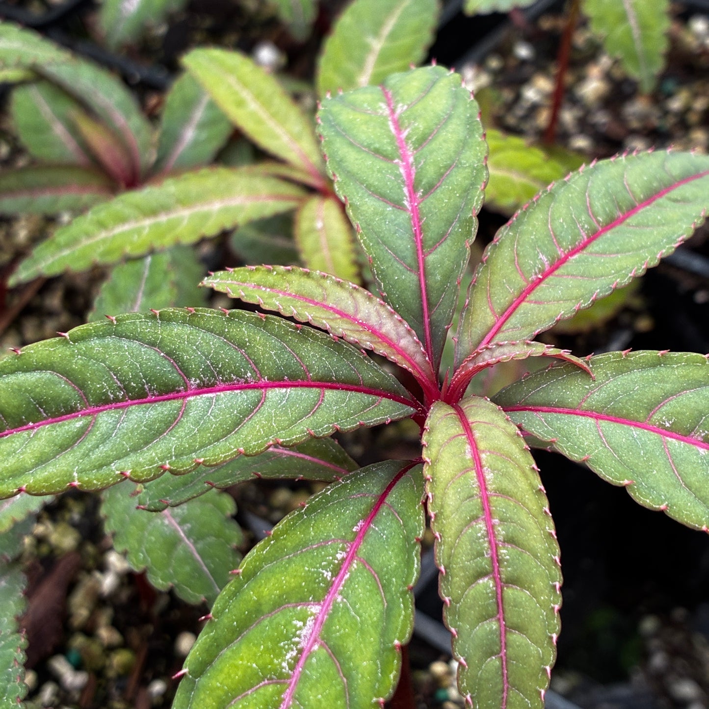 Impatiens omeiana 'Silver Pink'