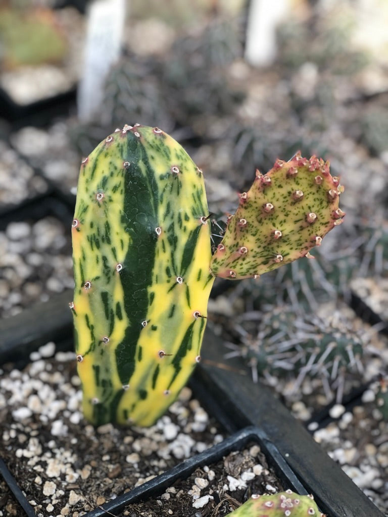 variegated prickly pear cactus Opuntia cochenillifera 'Sunset'