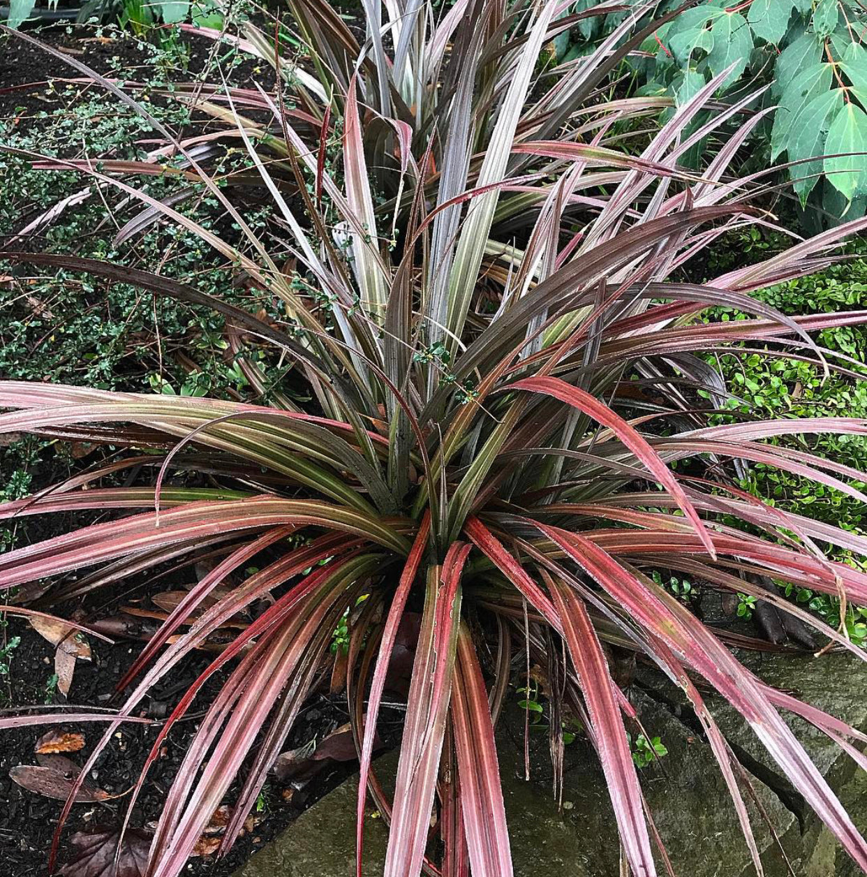Astelia 'Red Devil'