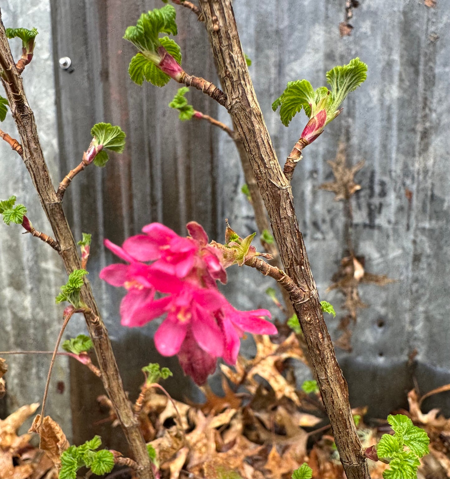 *RETAIL - Ribes sanguineum 'King Edward VII'