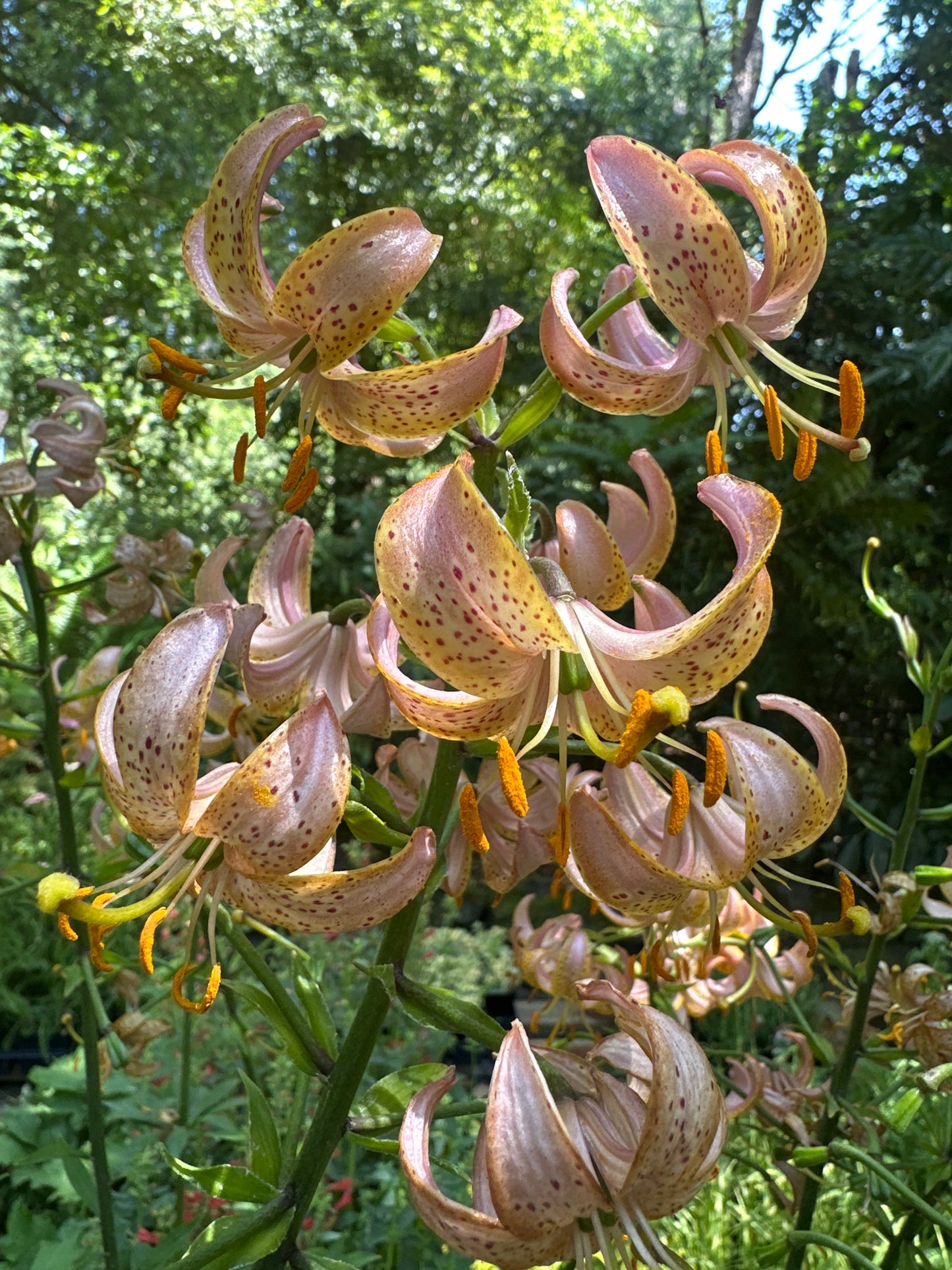 *RETAIL - Lilium martagon 'Fairy Morning'