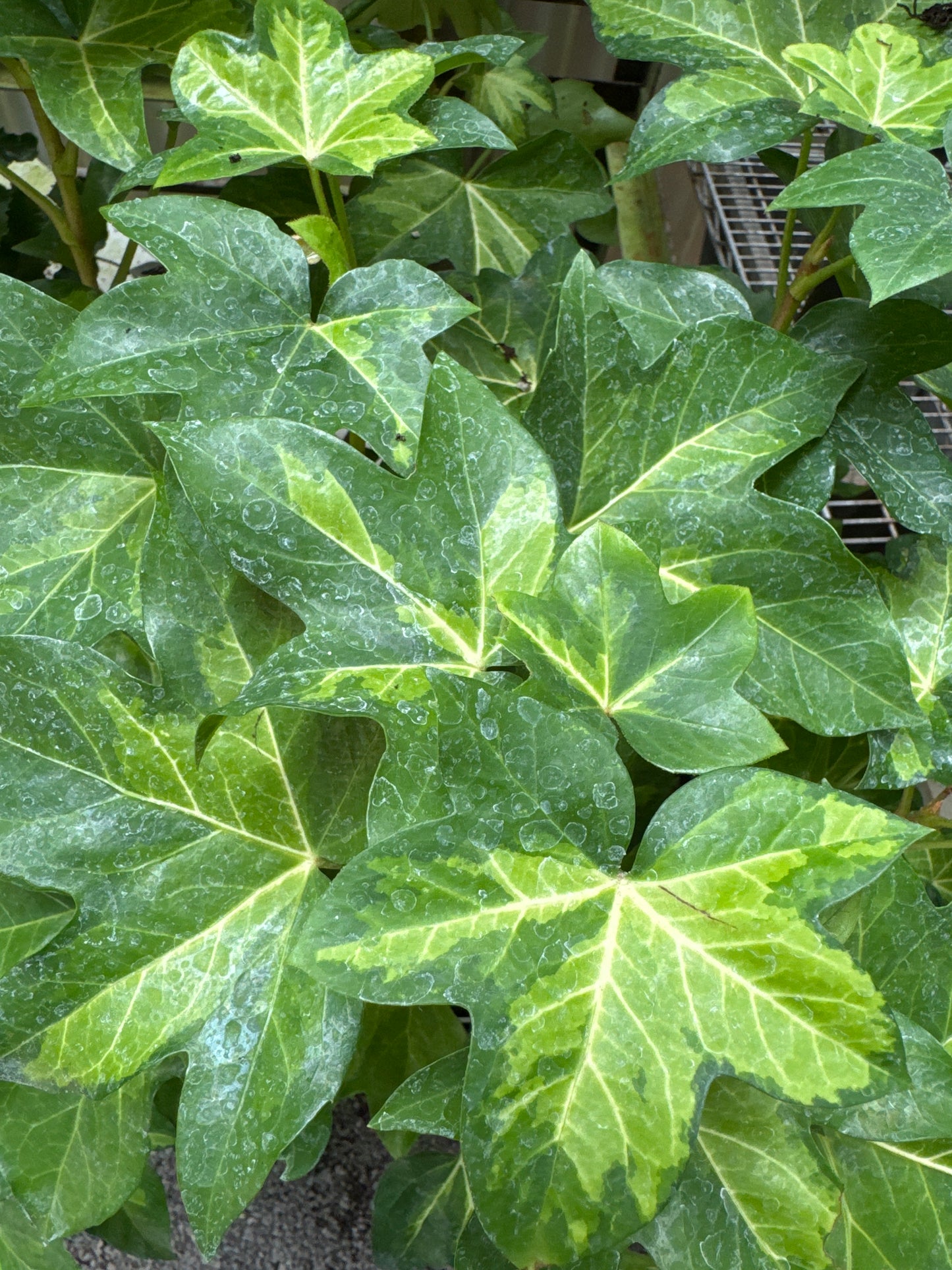 X Fatshedera 'Gold Heart'