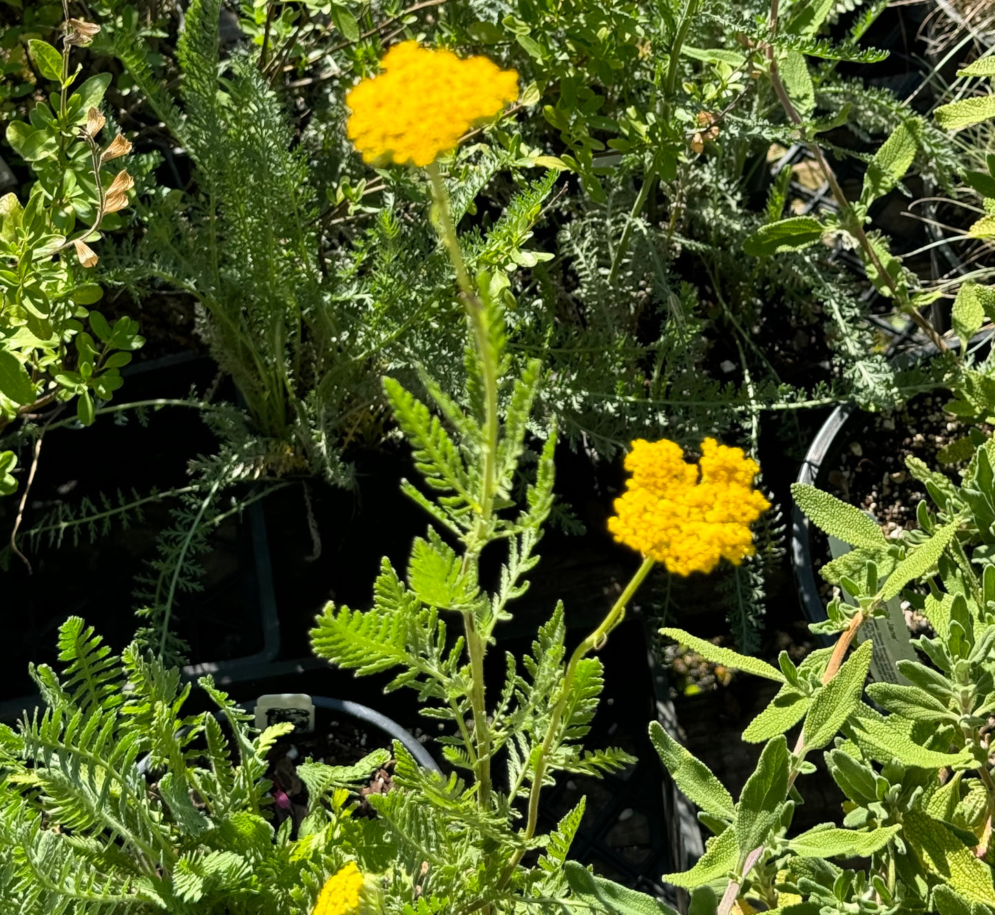 *RETAIL - Achillea 'Cloth of Gold'