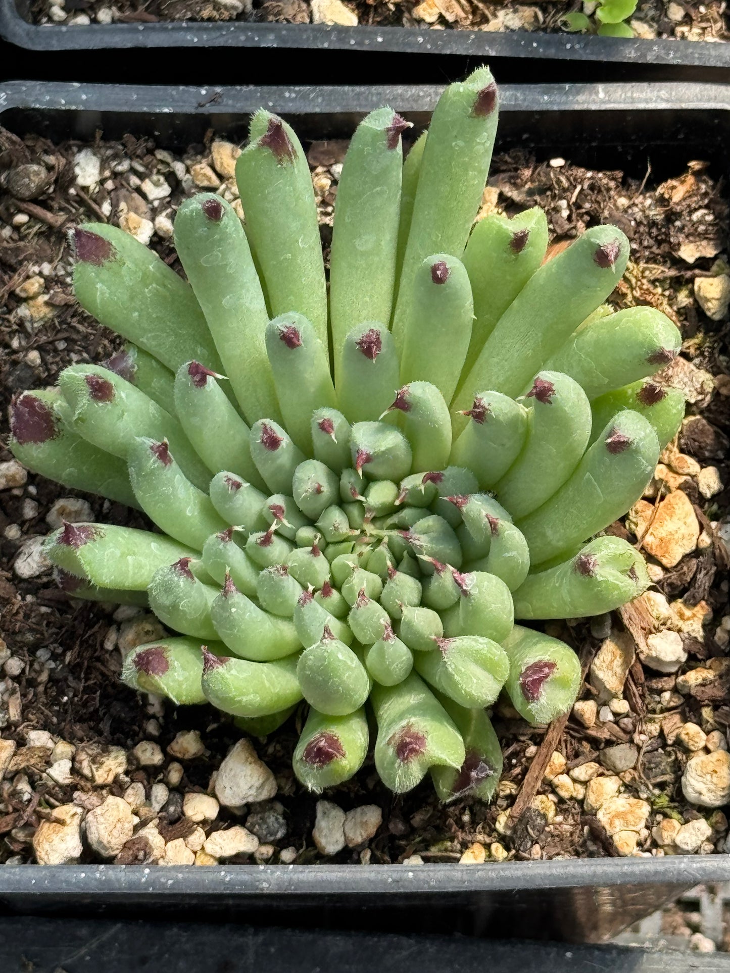 *RETAIL - Sempervivum calcareum ‘Monstrosum'