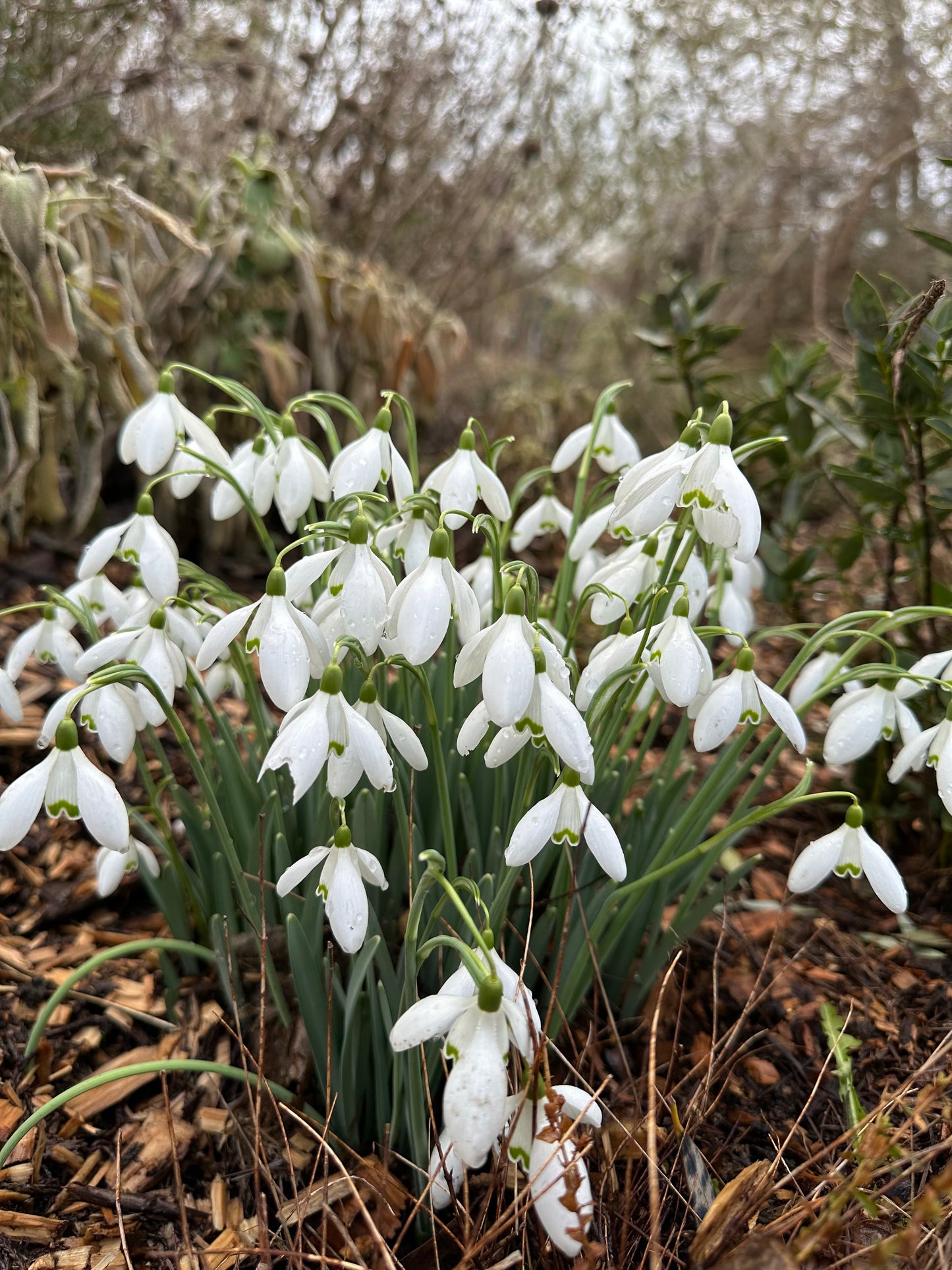 Galanthus reginae-olgae ssp. reginae-olgae