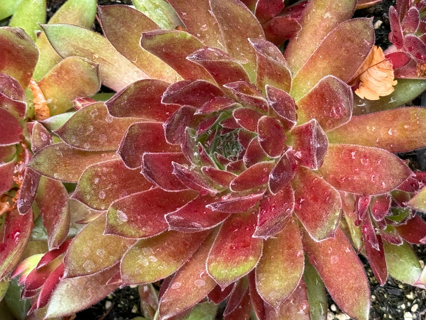 *RETAIL - Sempervivum 'Hart'