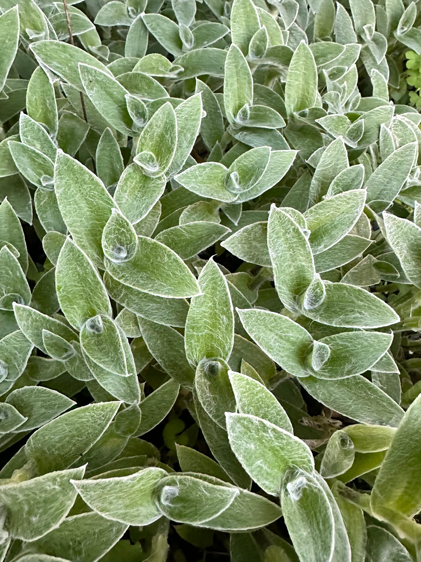 Tradescantia sillamontana 'Hogan's Hero'