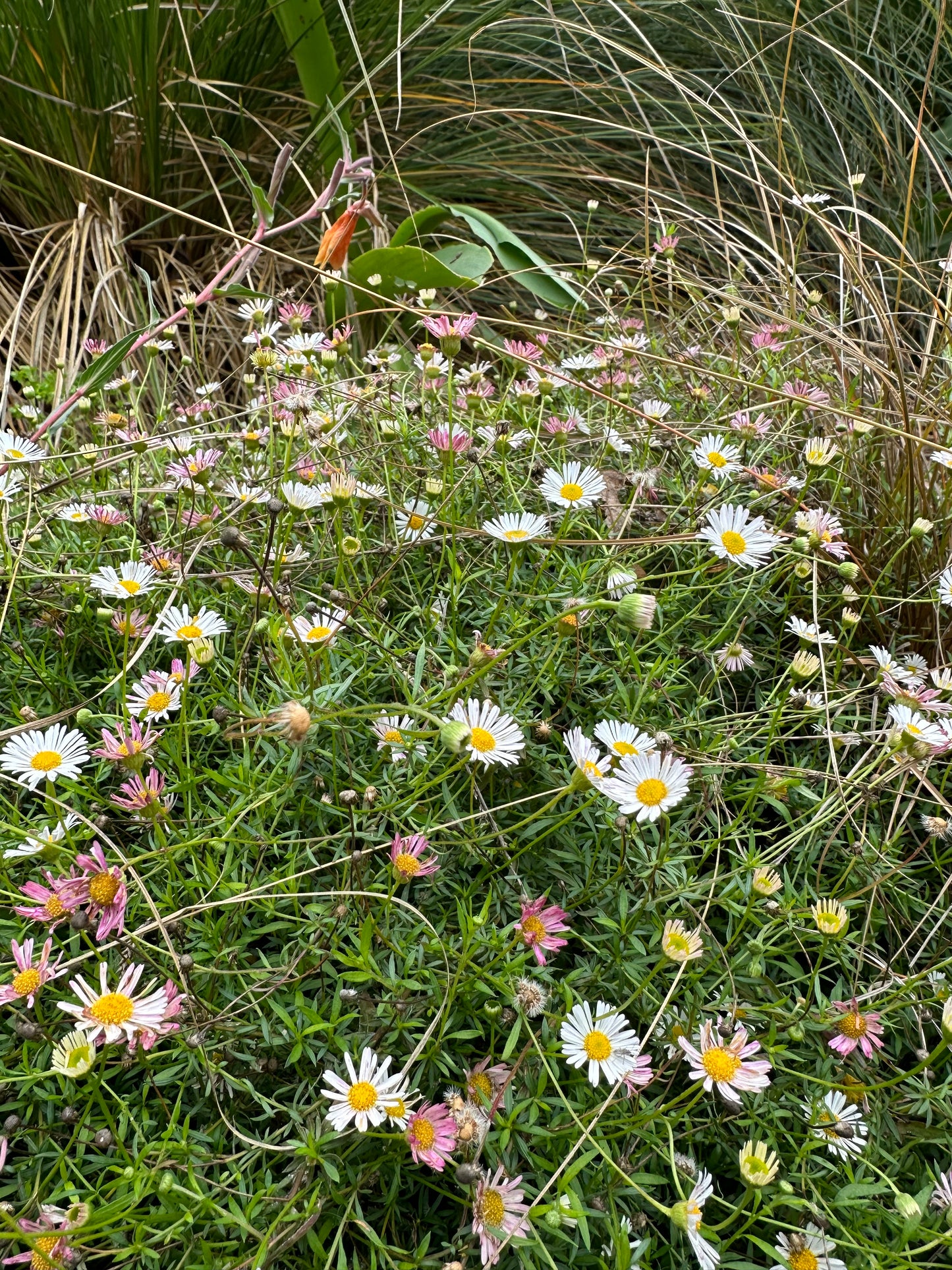 Erigeron karvinskianus