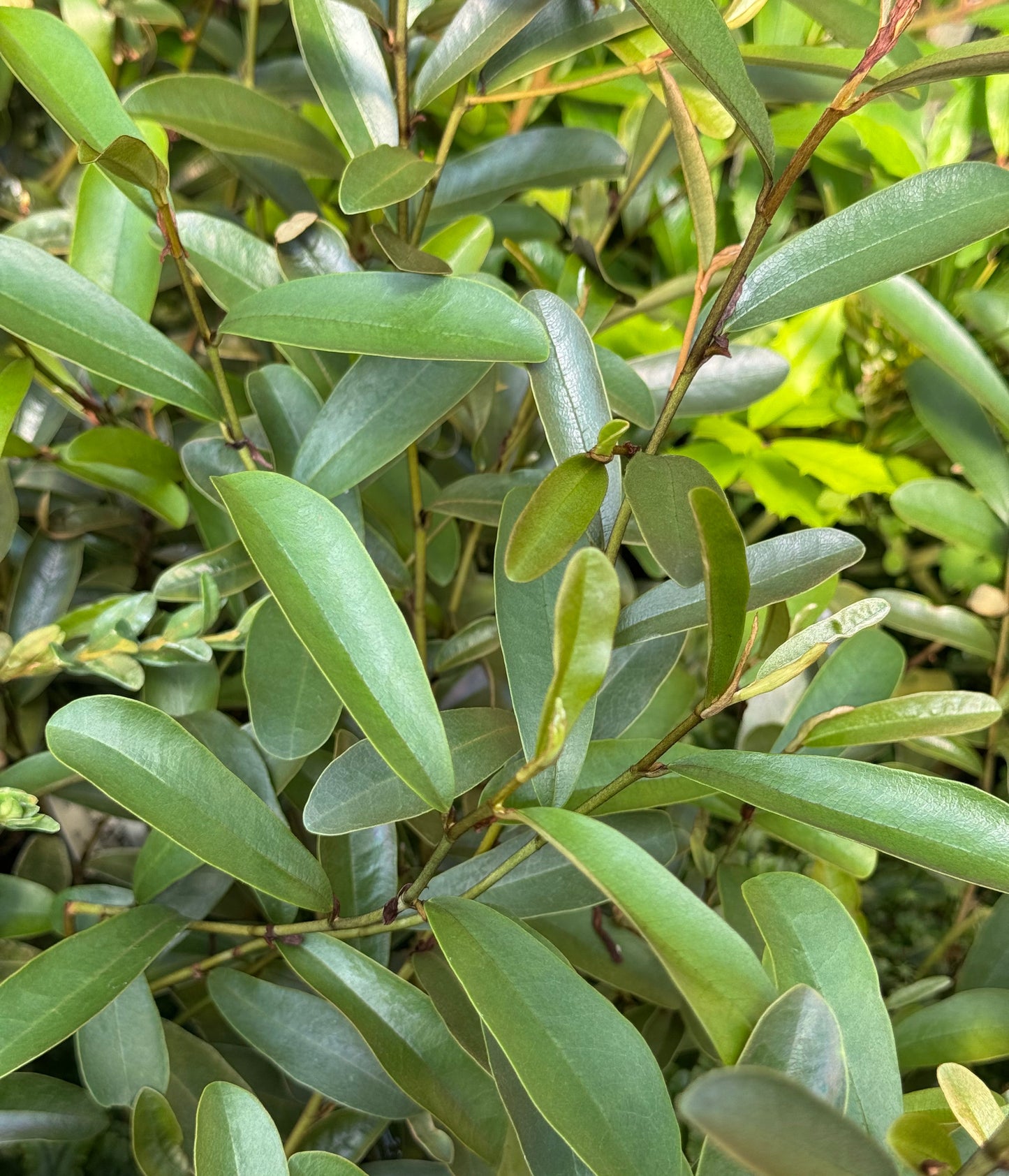 Magnolia laevifolia 'Willowleaf'