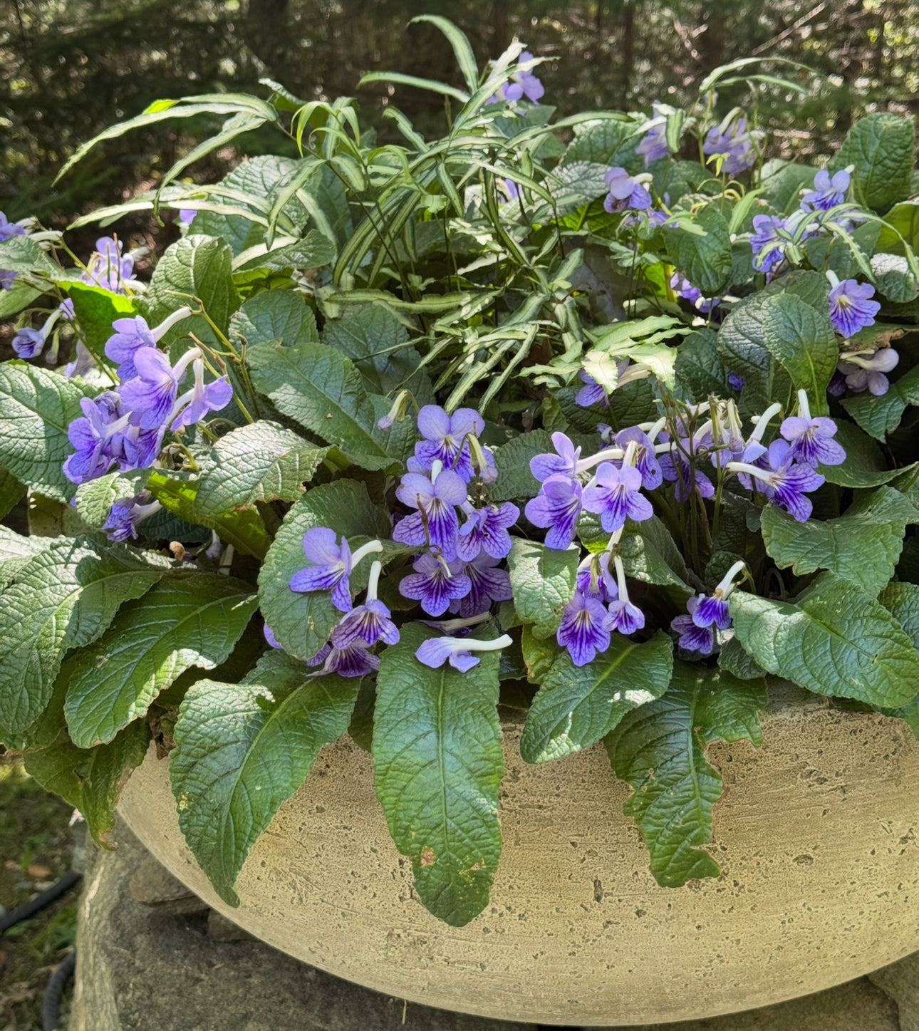 *RETAIL - Streptocarpus 'Bethan'