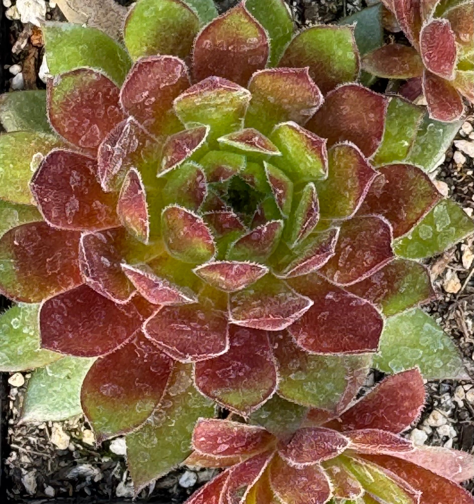 chickadee succulent Sempervivum 'Hart'