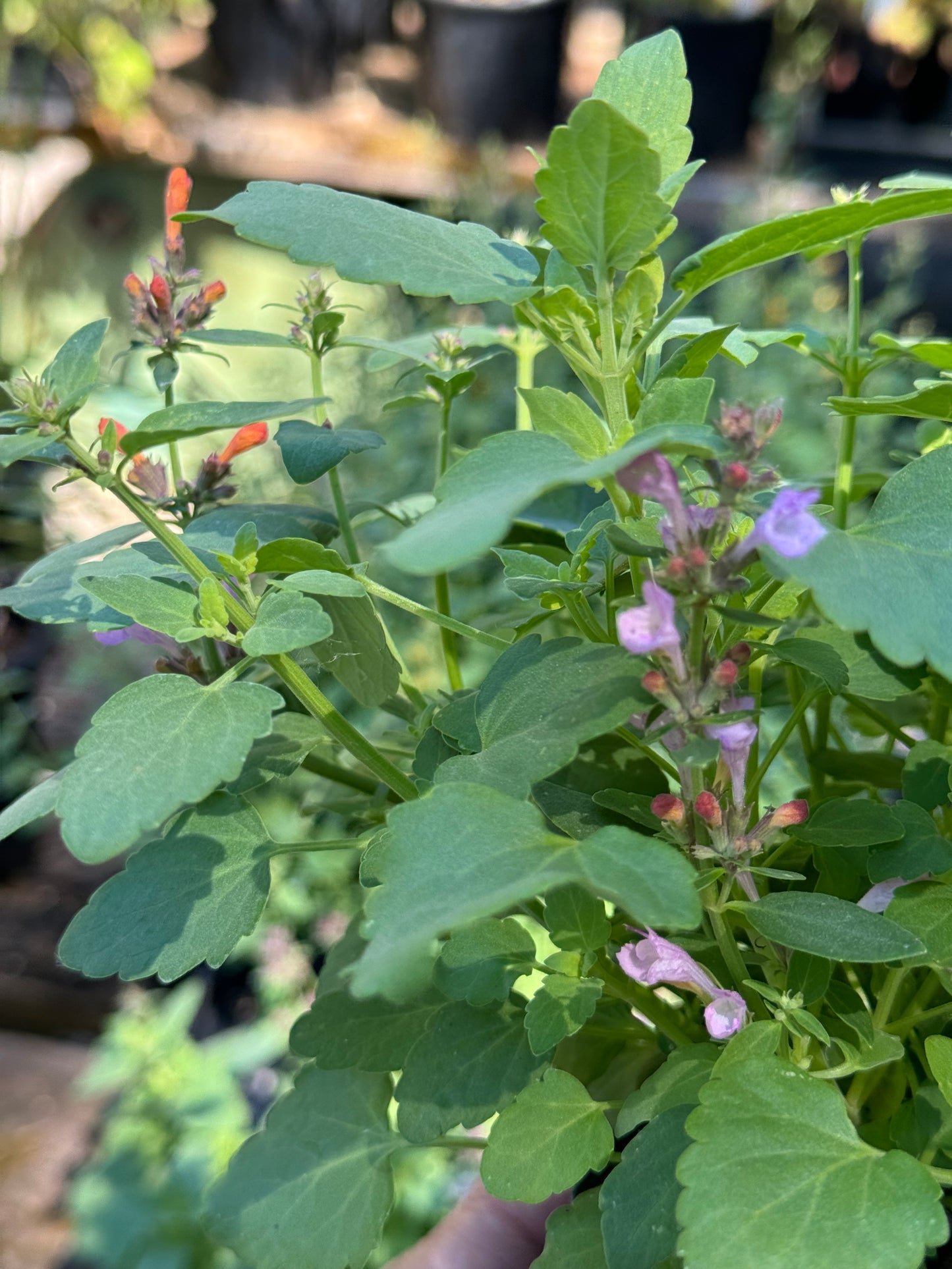 *RETAIL - Agastache ‘Arizona™ Sunset’