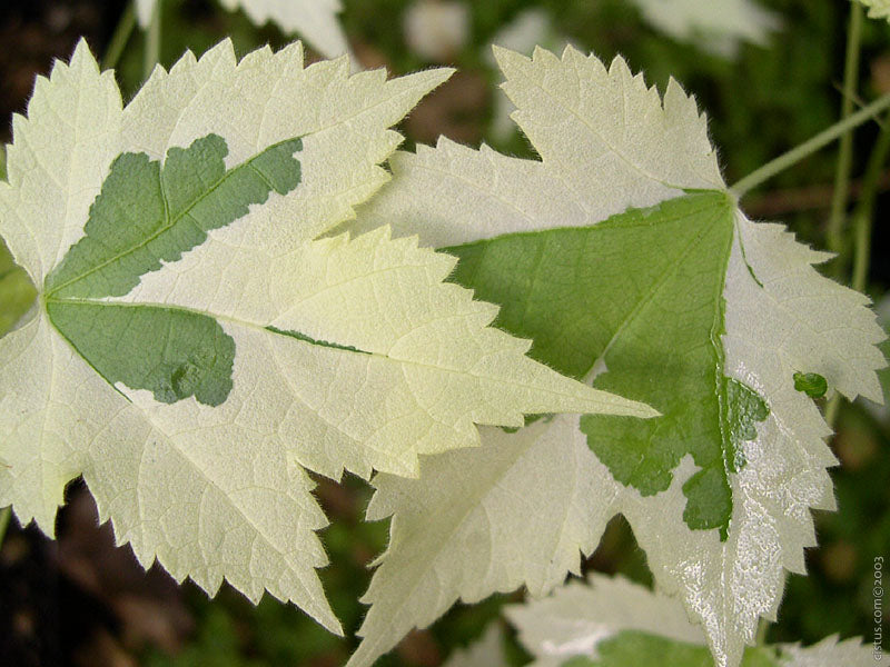 *RETAIL - Abutilon x 'Savitzii'