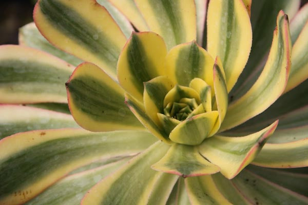 starburst succulent plant *RETAIL