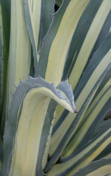 Agave americana 'Mediopicta Alba' - dwarf