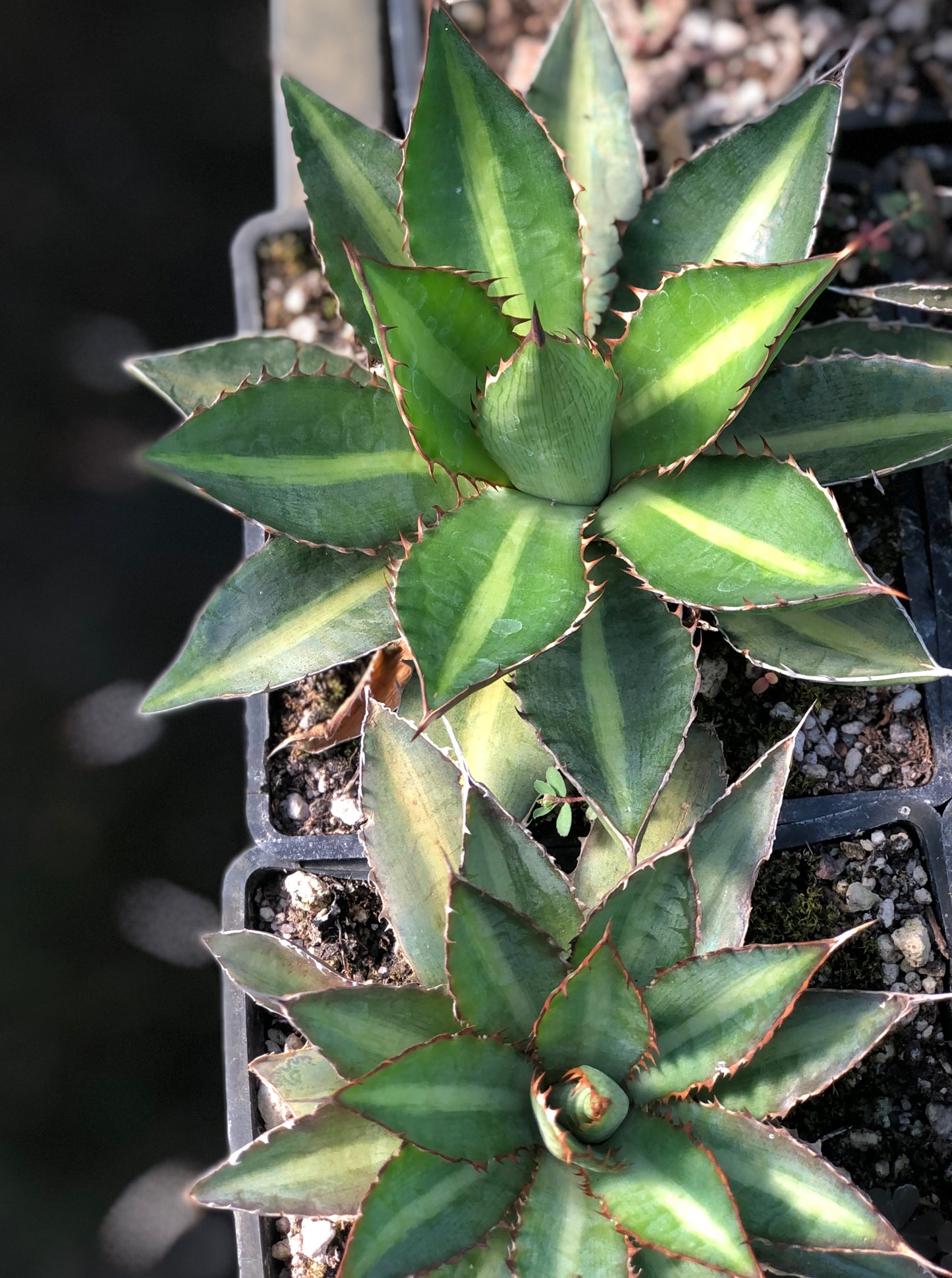 Agave lophantha 'Splendida'