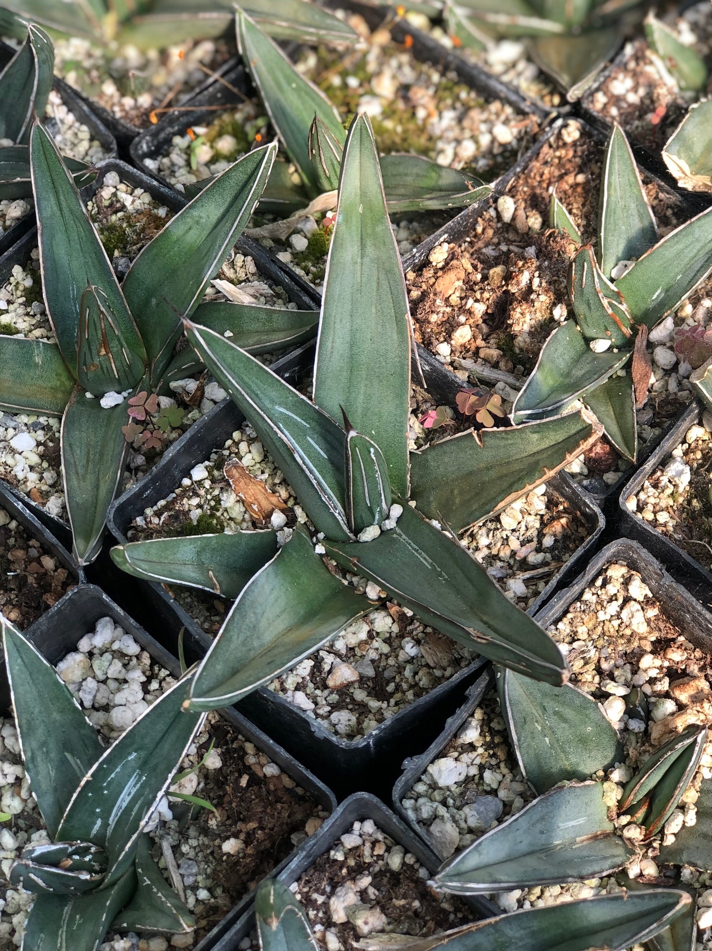 Agave nickelsiae